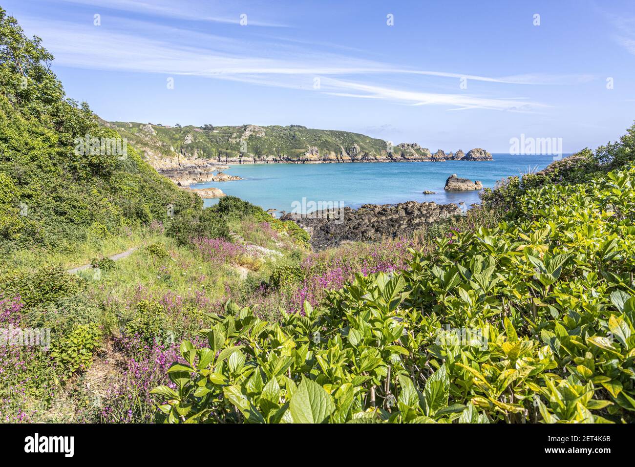 Die wunderschöne zerklüftete Südküste von Guernsey - Wildblumen neben dem Küstenpfad um Moulin Huet Bay, Guernsey, Channel Islands UK Stockfoto