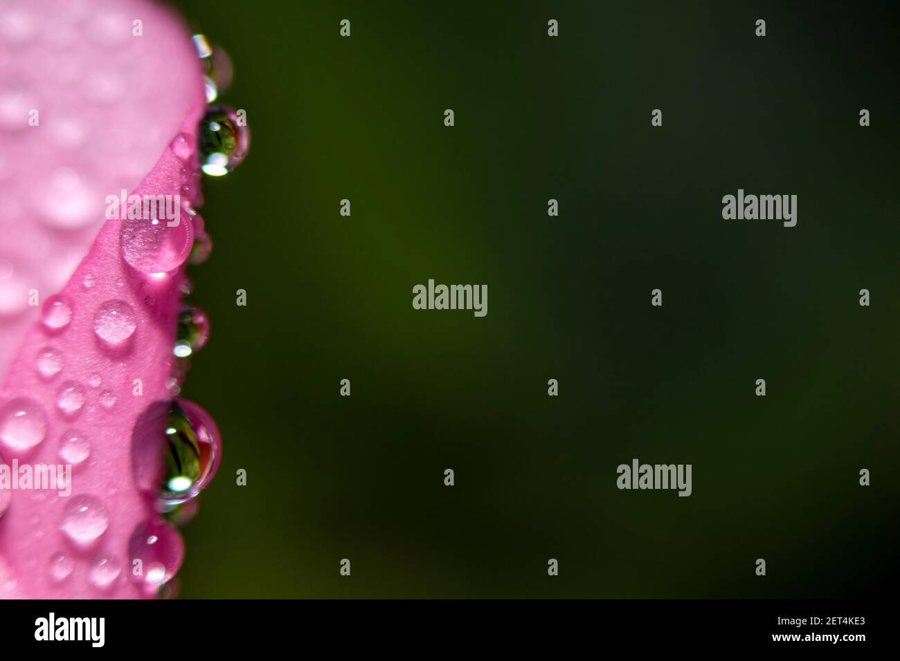 Nahaufnahme von Wassertropfen auf einem rosa Blatt einer Blume auf grünem Hintergrund. Selektiver Fokus. Filigranes Makro-Hintergrundbild. Stockfoto