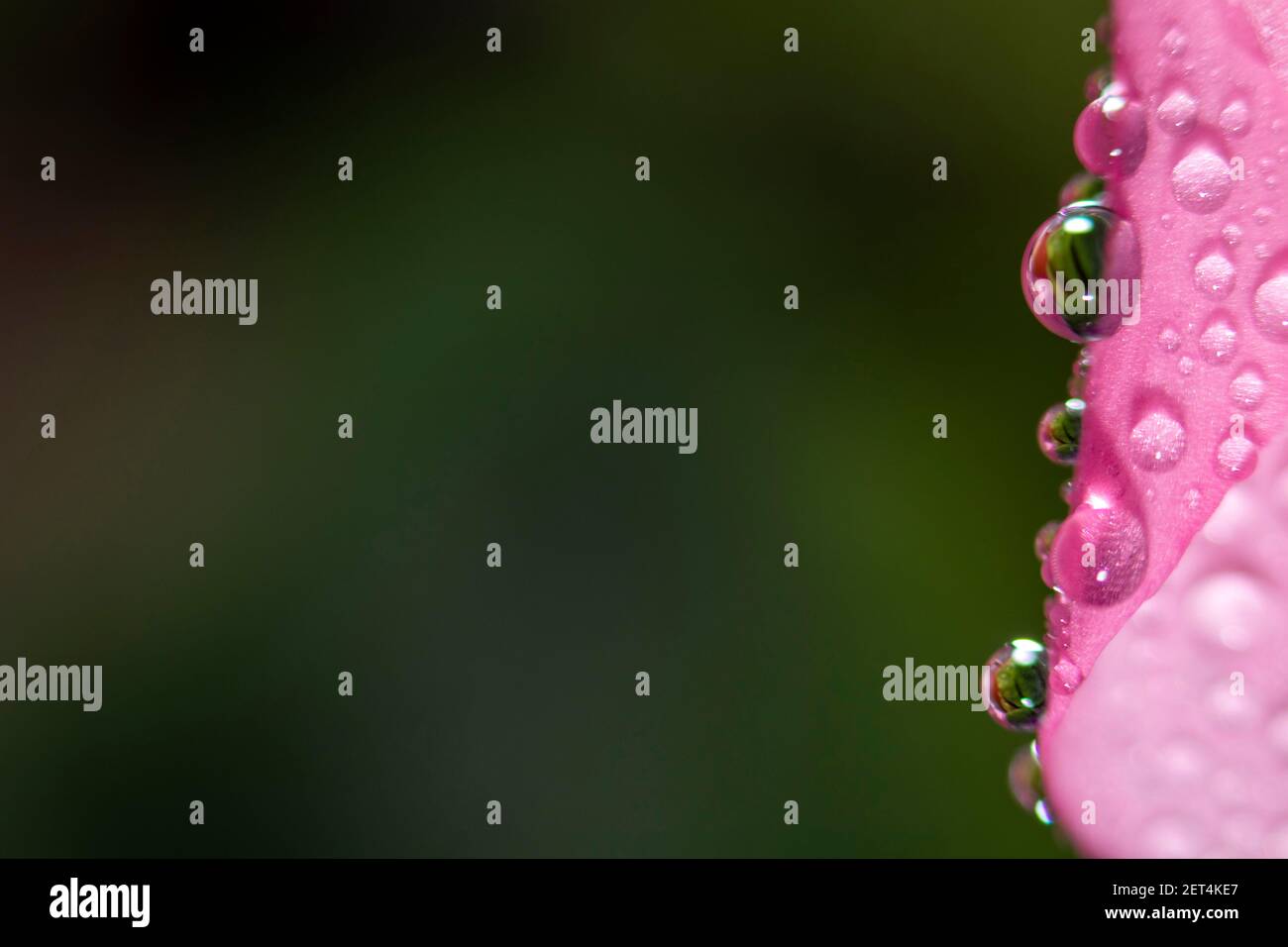 Nahaufnahme von Wassertropfen auf einem rosa Blatt einer Blume auf grünem Hintergrund. Selektiver Fokus. Filigranes Makro-Hintergrundbild. Stockfoto