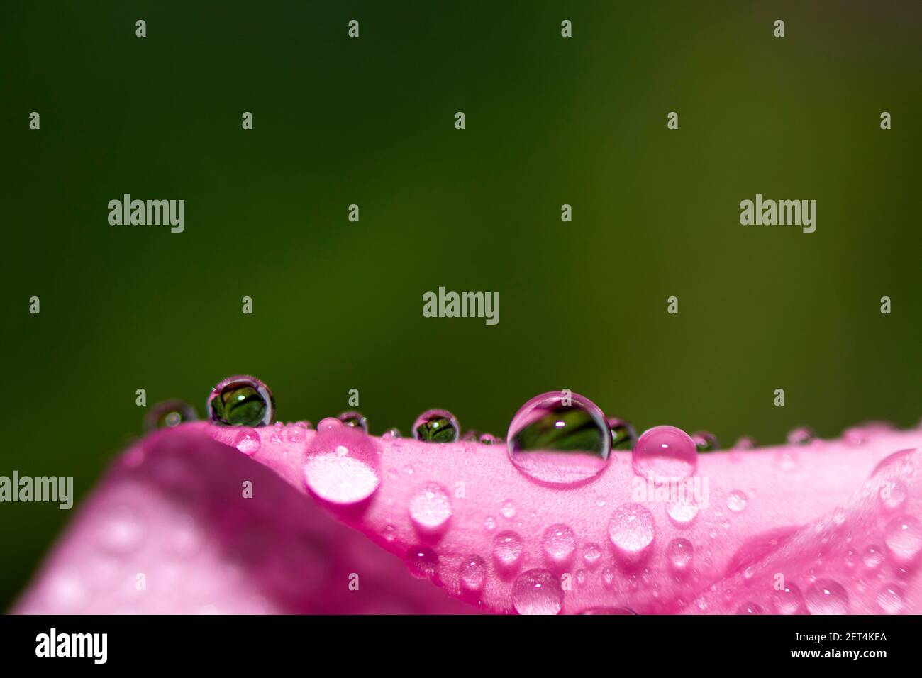 Nahaufnahme von Wassertropfen auf einem rosa Blatt einer Blume auf grünem Hintergrund. Selektiver Fokus. Filigranes Makro-Hintergrundbild. Stockfoto