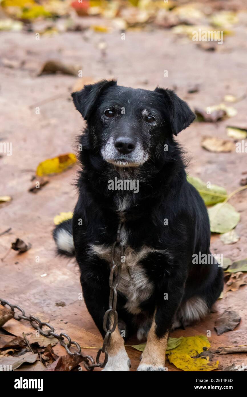 Porträt eines alten Hundes an einer Kette gebunden und mit mitleidsenden Augen auf die Kamera zwischen den gefallenen Blättern zu schauen. Stockfoto