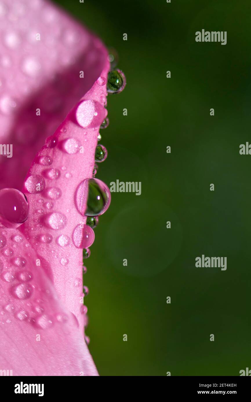Nahaufnahme von Wassertropfen auf einem rosa Blatt einer Blume auf grünem Hintergrund. Selektiver Fokus. Filigranes Makro-Hintergrundbild. Stockfoto