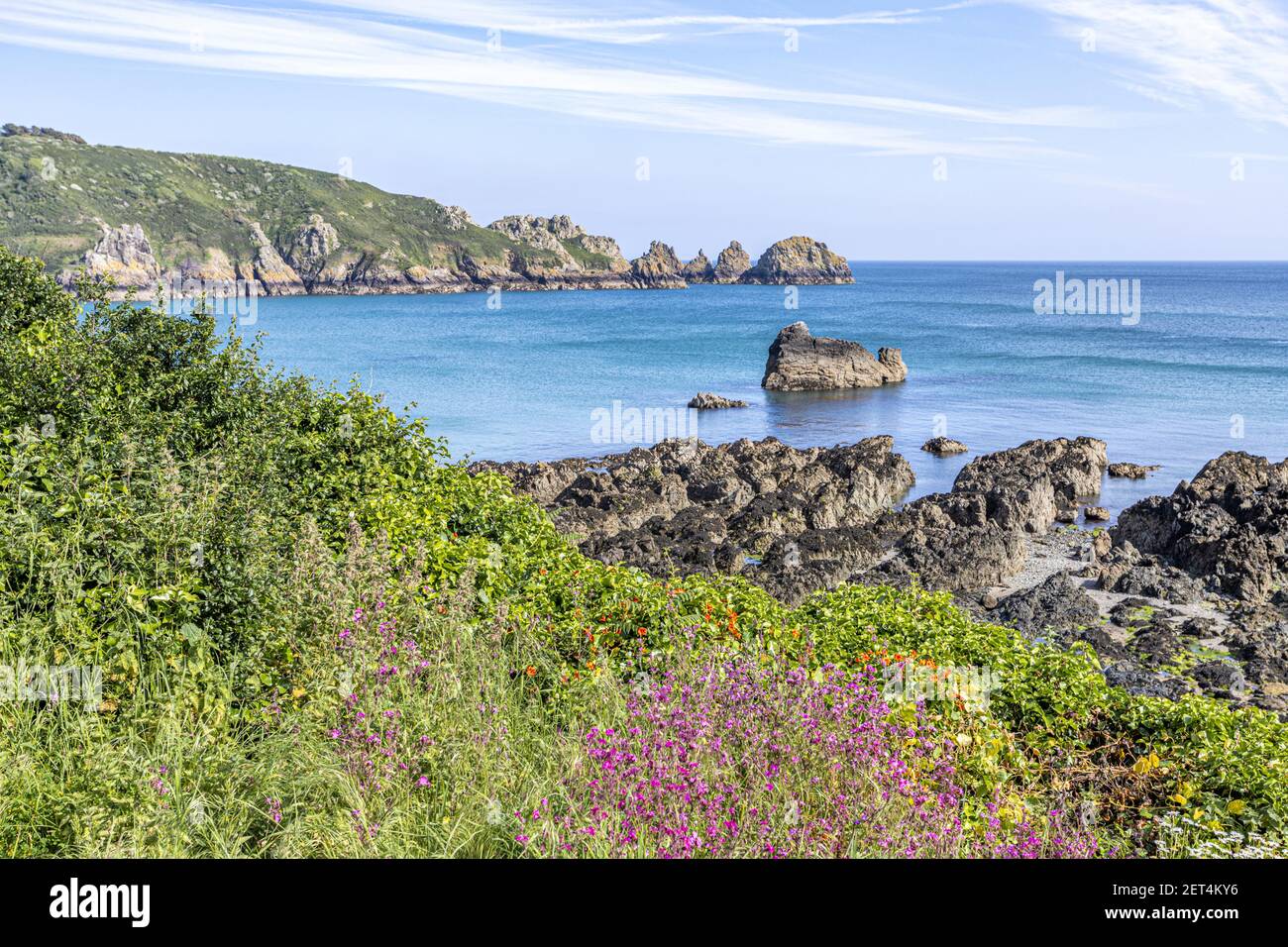 Die wunderschöne zerklüftete Südküste von Guernsey - Wildblumen neben dem Küstenpfad um Moulin Huet Bay, Guernsey, Channel Islands UK Stockfoto