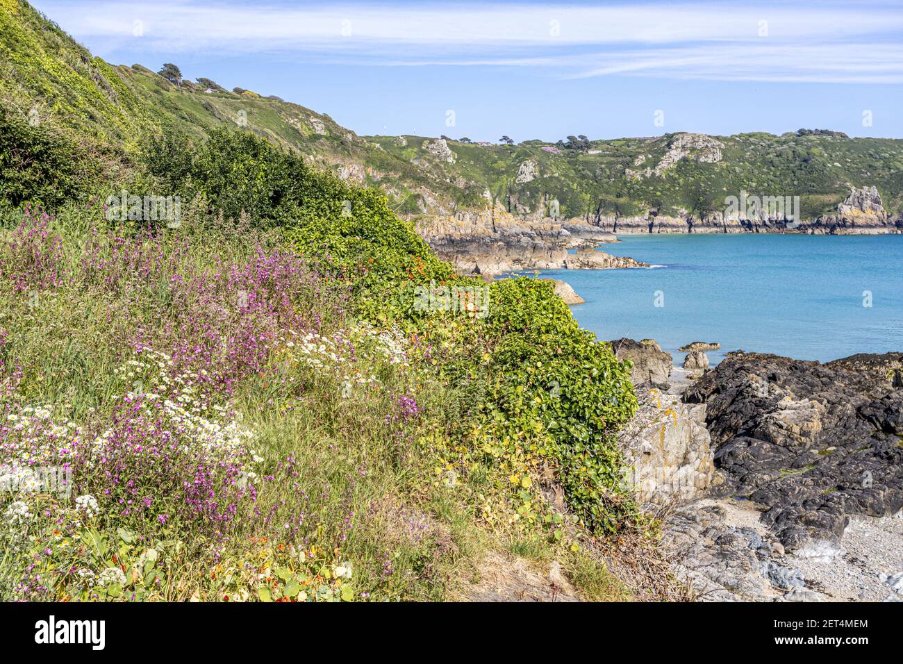 Die wunderschöne zerklüftete Südküste von Guernsey - Wildblumen neben dem Küstenpfad um Moulin Huet Bay, Guernsey, Channel Islands UK Stockfoto