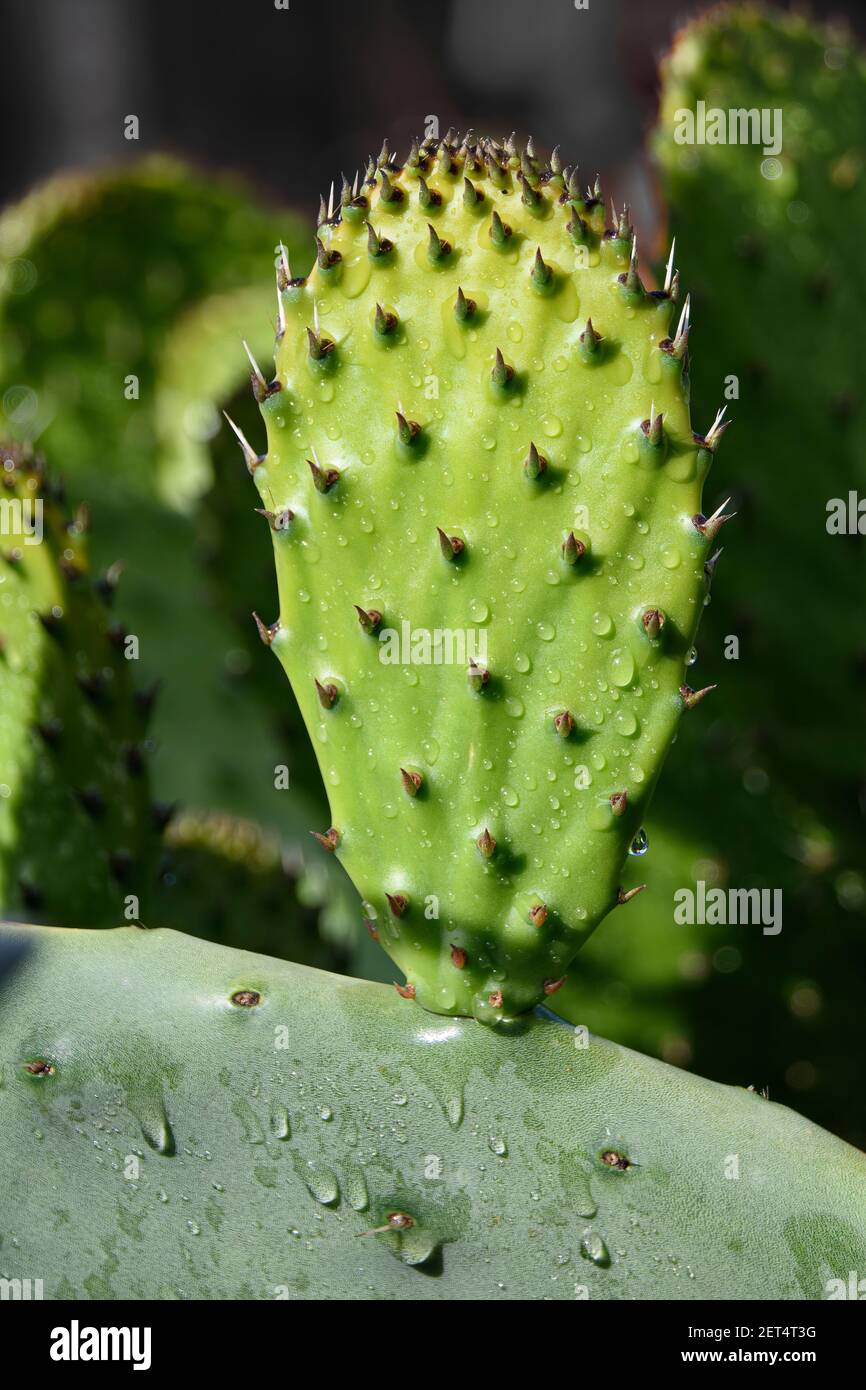 Am frühen Morgen Regen auf einem Kaktus in Santa Rosa, CA. Stockfoto