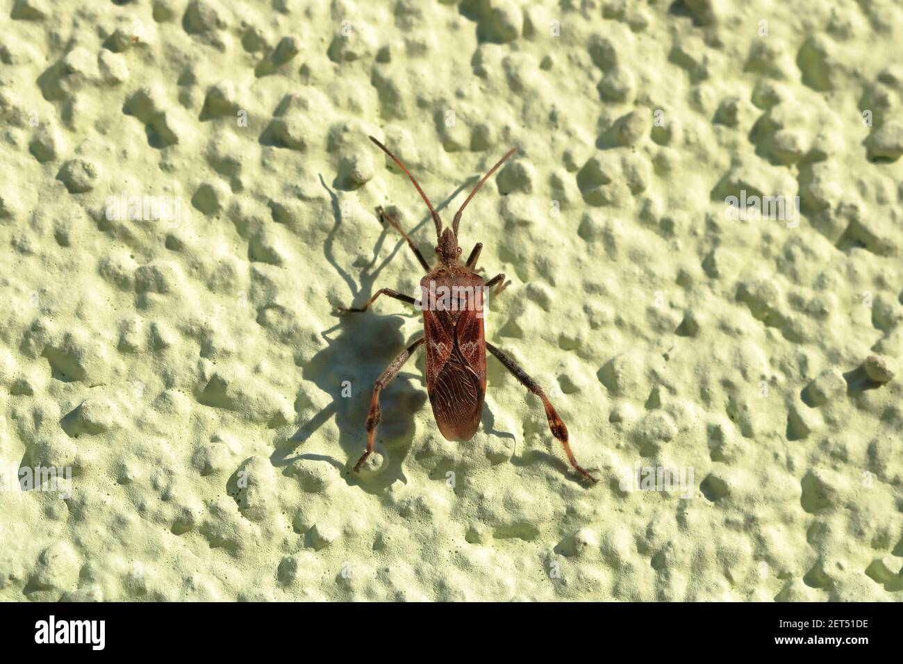 Leptoglossus occidentalis. Westlicher Koniferkäfer, auch WCSB genannt. Makro, isoliert auf einer grünen Wand Stockfoto