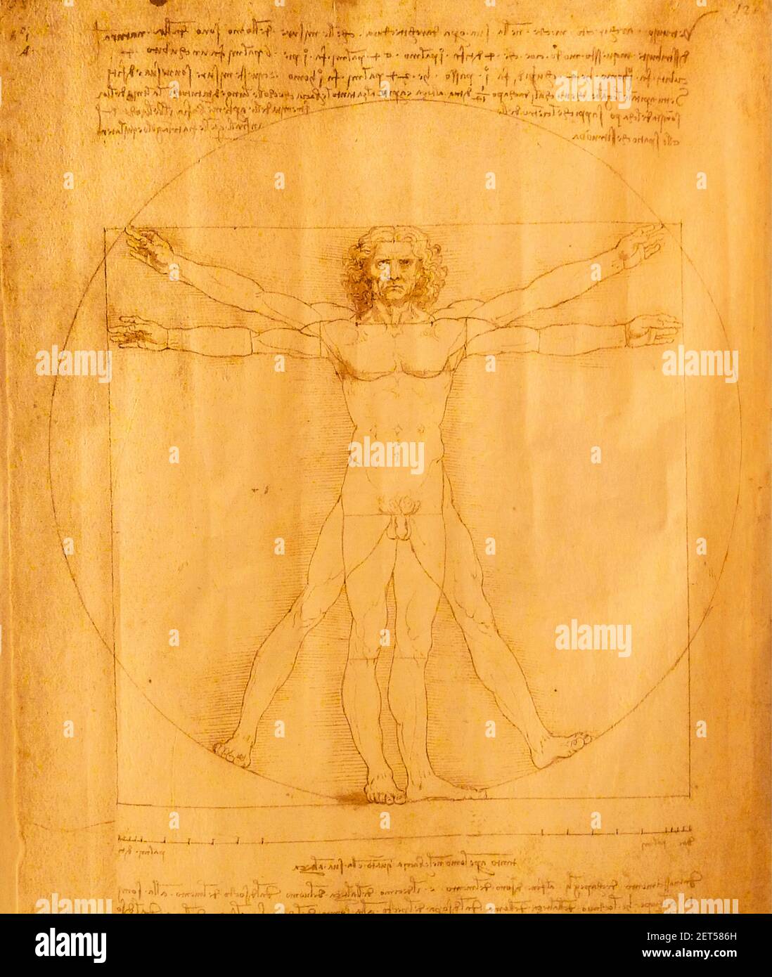 Der Künstler Leonardo da Vinci zeichnet die Zeichnung eines Mannes von Vitruvian Leonardo da Vinci, der eine männliche Figur darstellt, die perfekt in einen Kreis und ein Quadrat eingeschrieben ist. Stockfoto