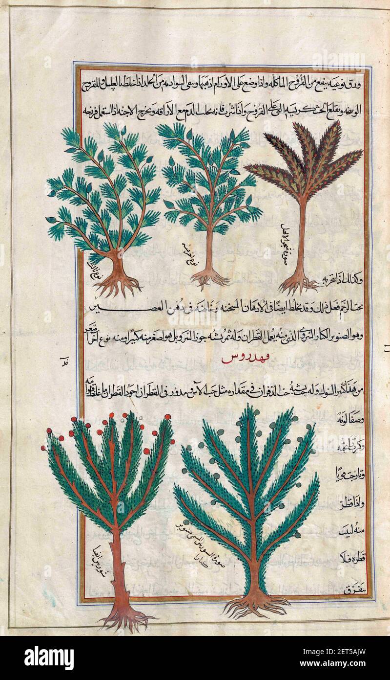 Nicht identifizierte Bäume. Nach einer Illustration von Mirza Baqir in einem iranischen Buch des griechischen Arztes und Botanikers Pedanius Dioscorides aus dem 1st. Jahrhundert n. Chr. De materia Medica aus dem 19th. Jahrhundert. Stockfoto
