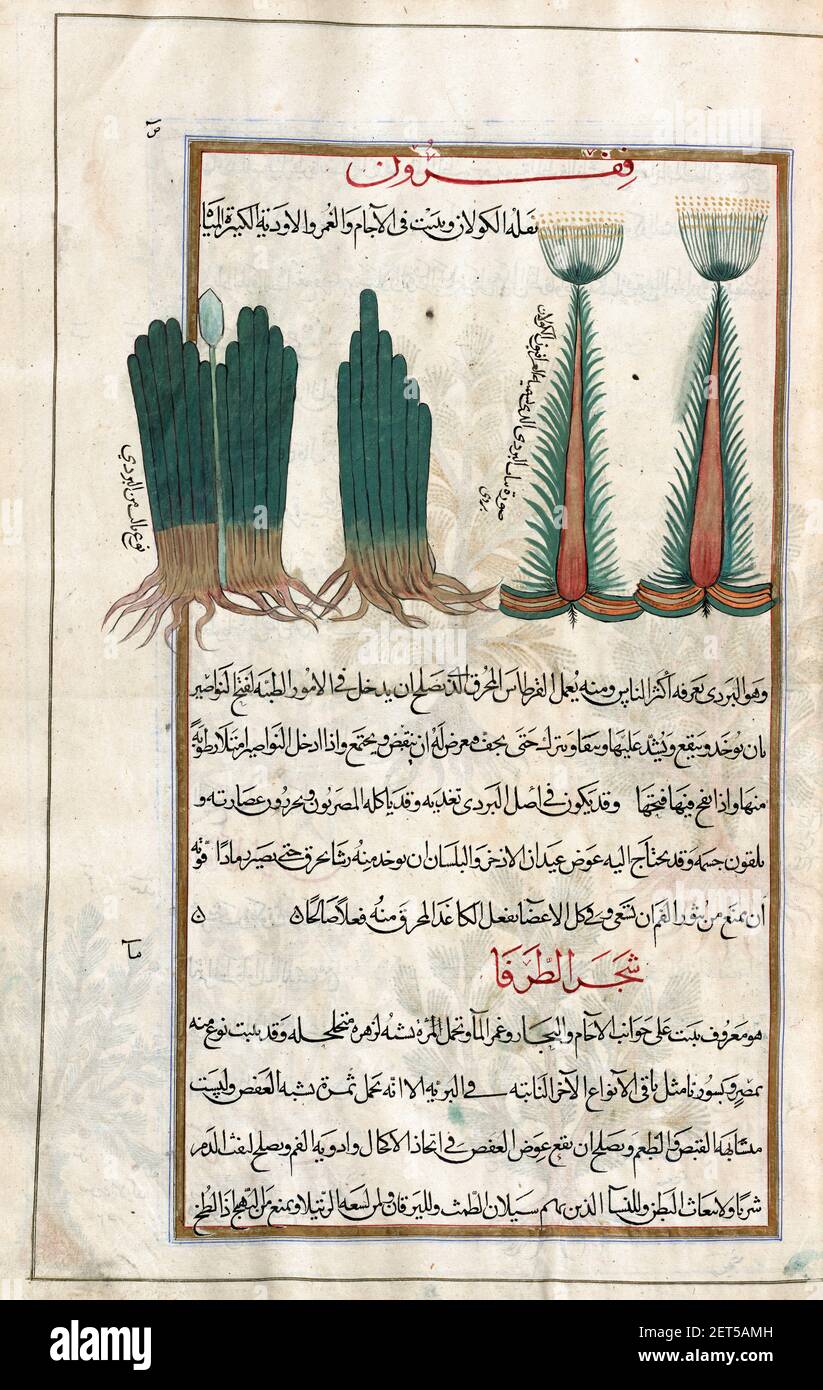 Papyrus antiquorum Fotos und Bildmaterial in hoher Auflösung Alamy