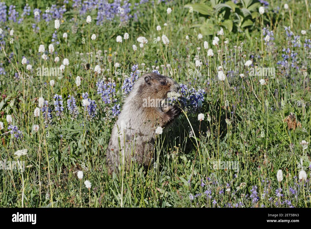 Hoary Marmot Fütterung von subalpinen Blumen (Marmota caligata) Mount Rainier National Park Washington State, USA Stockfoto
