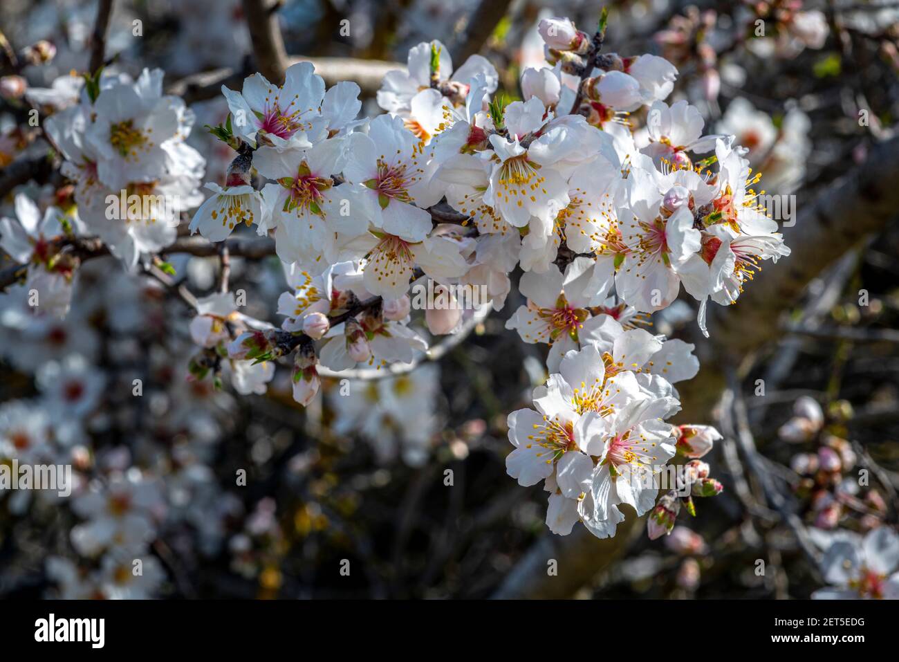 Detail der Blüte der wilden Mandel. Stockfoto