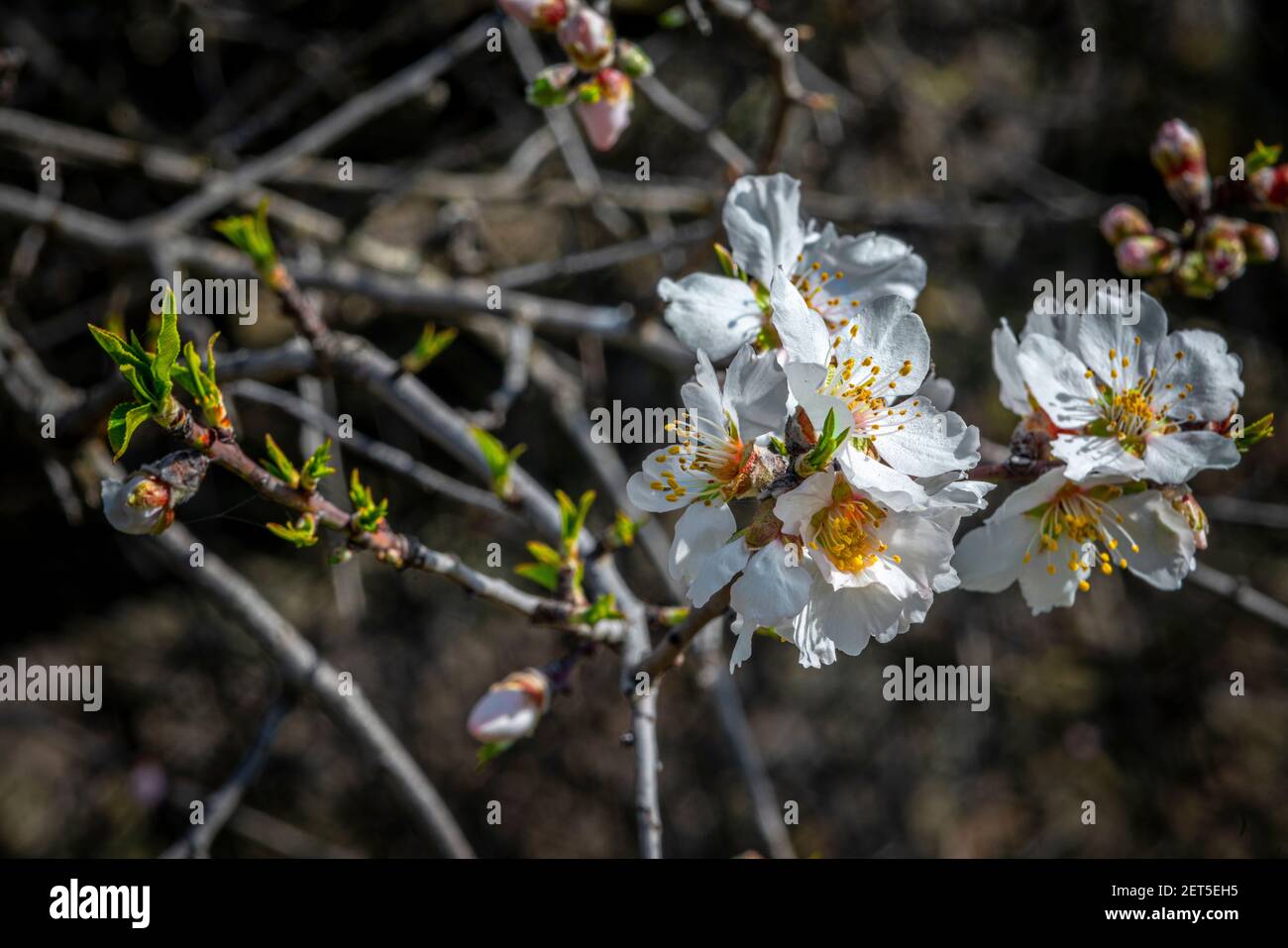 Detail der Blüte der wilden Mandel. Stockfoto