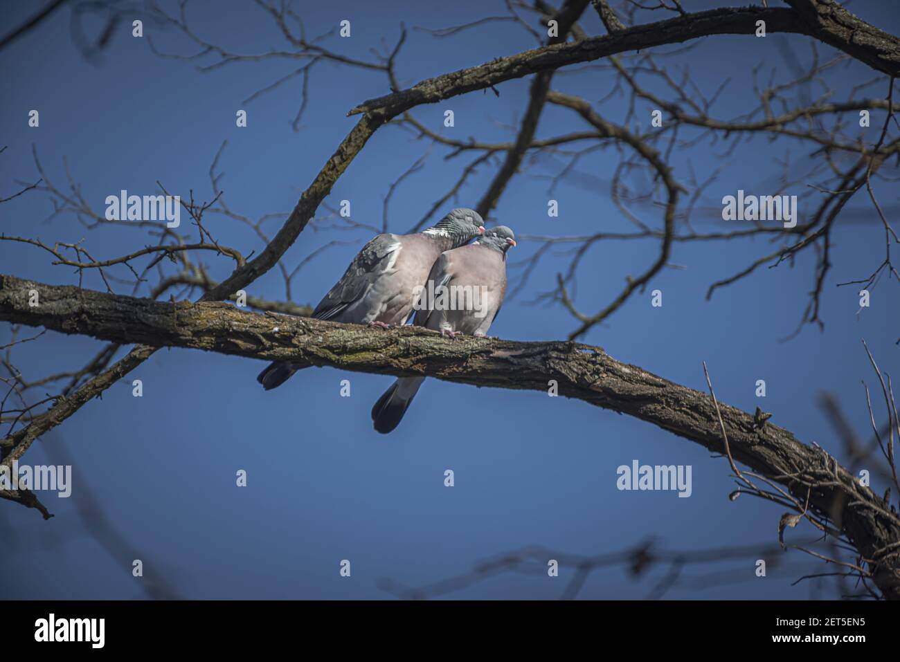 Ein Paar verliebte Tauben auf dem Ast sitzend Stockfoto