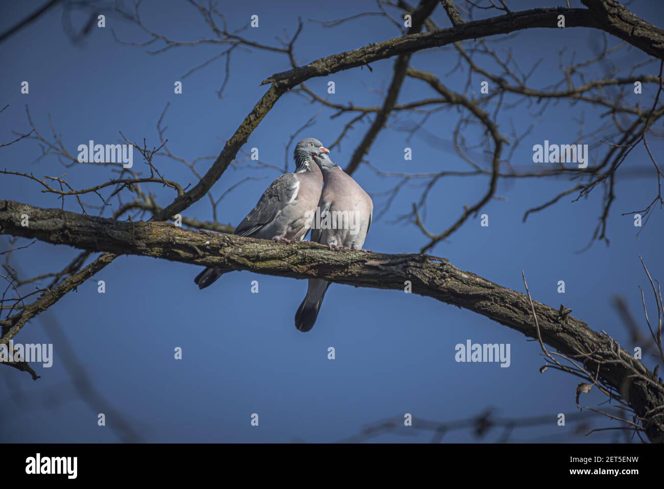 Ein Paar verliebte Tauben auf dem Ast sitzend Stockfoto