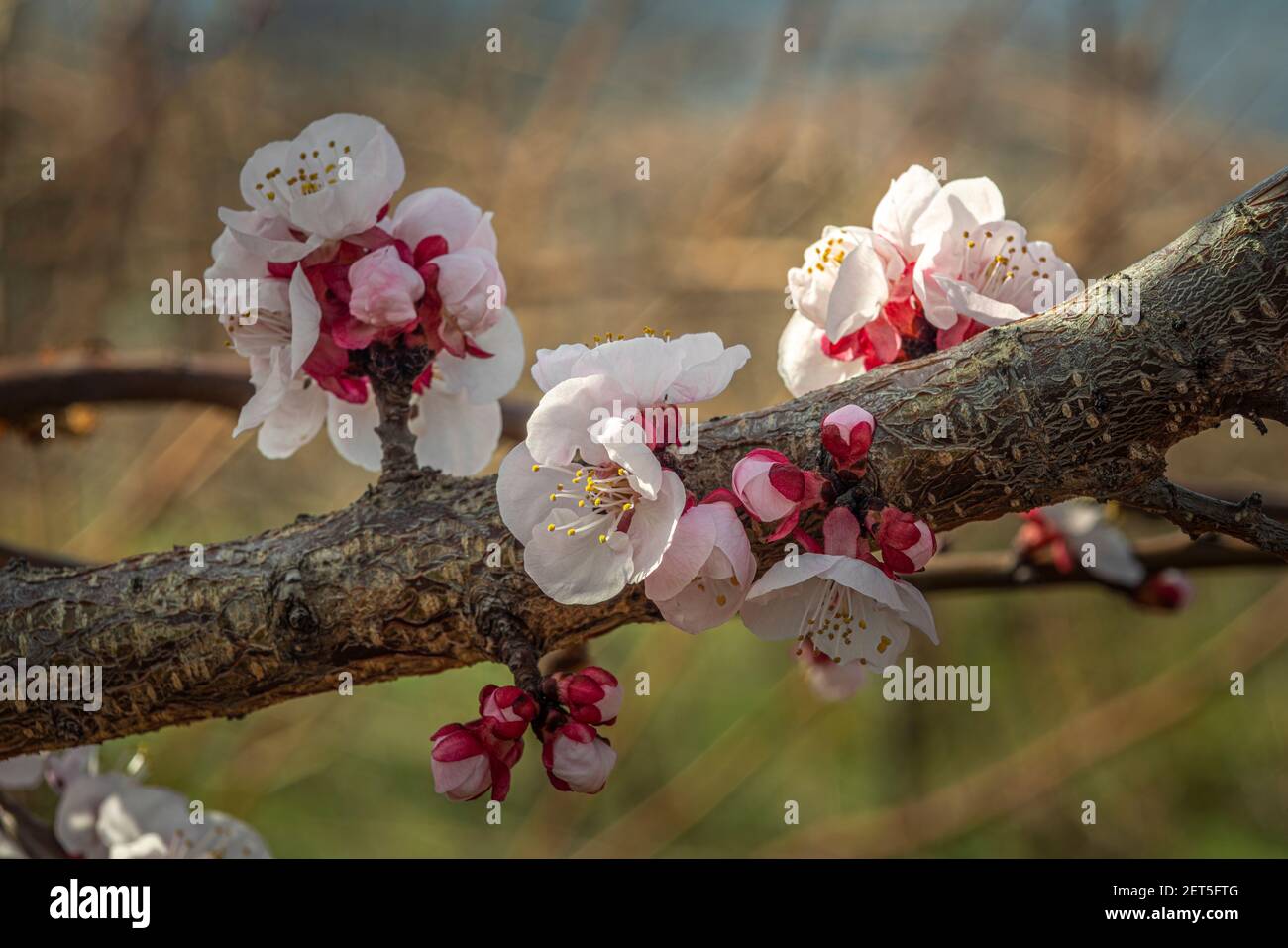 Aprikosenbaumblüten Stockfoto