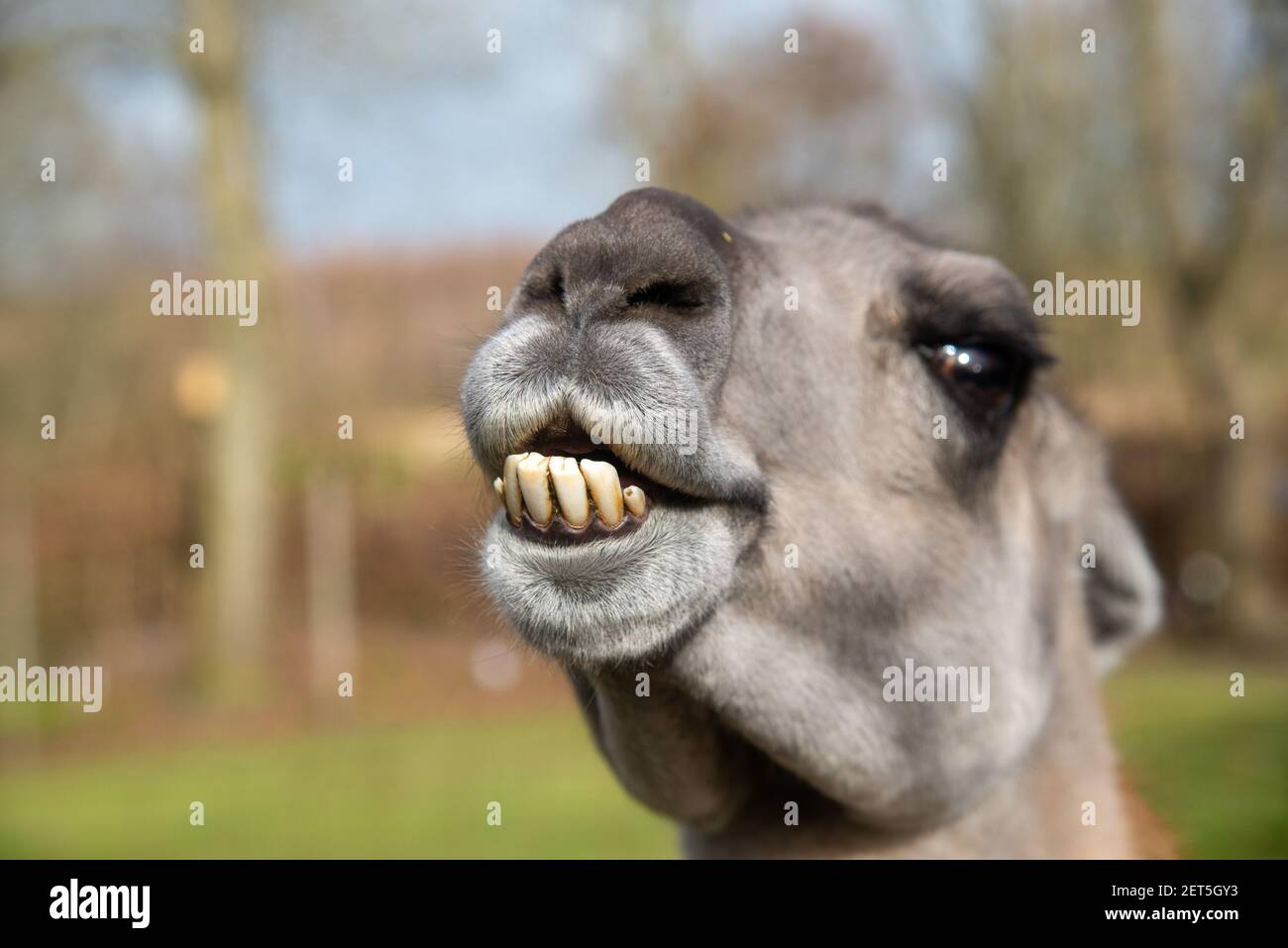 Nahaufnahme des Leiters des lama auf einer Farm in Niederlande Stockfoto