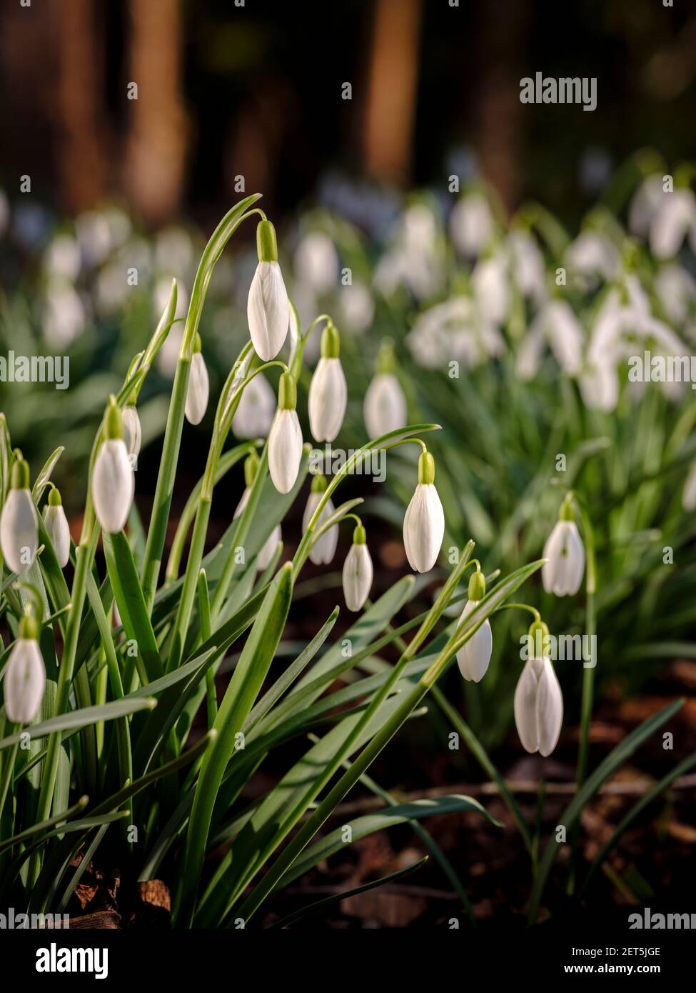 Eine Schneeglöckchen-Masse im frühen Frühjahr aus einem niedrigen Winkel betrachtet und am ersten Tag des meteorologischen Frühlings, März 1st, fotografiert. Jim Holden, Großbritannien Stockfoto