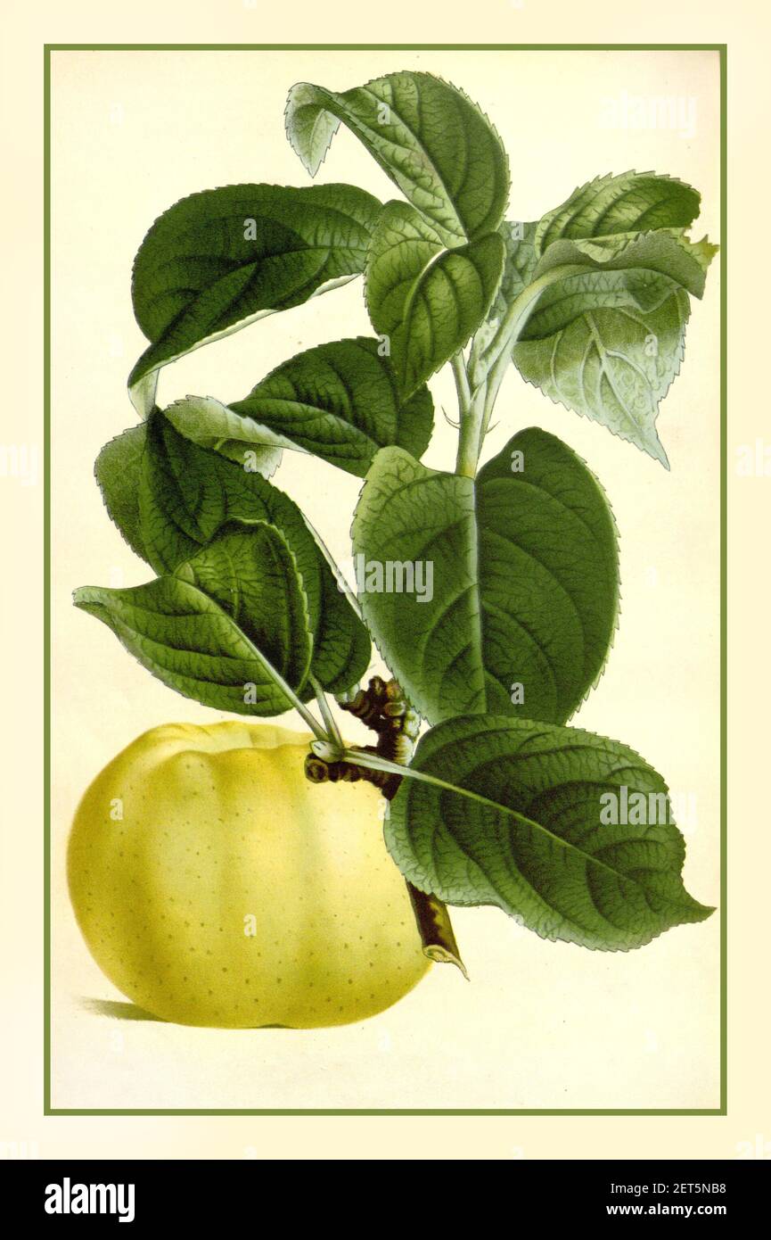 Vintage APPLE 1800 's Lithograph Obst Illustration Apfel 'Reinette Evagil '. Malus pumila. Flore des serres et des jardin de l’Europe, Band 16 (1865-1867) Stockfoto