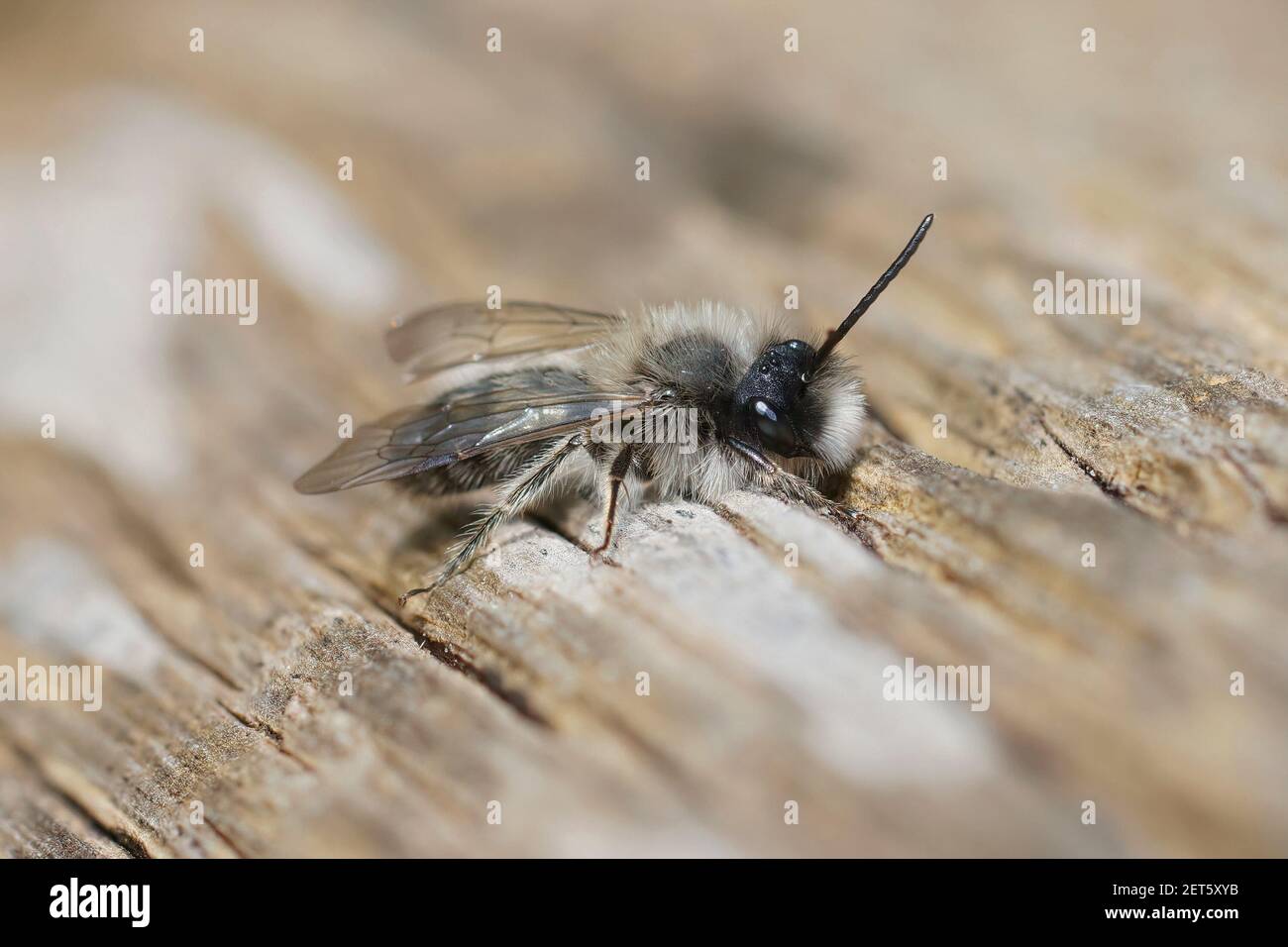Nahaufnahme einer männlichen Clarke's Mining Biene, Andrena clarkella, die sich in hellem Sonnenlicht auf einem Holzmast erwärmt Stockfoto