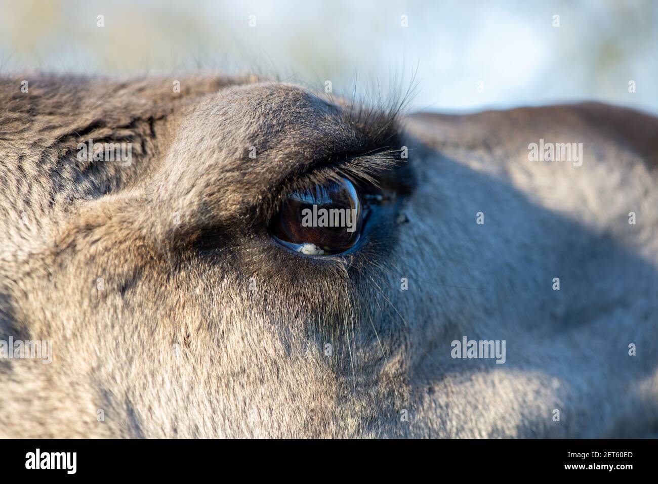 Nahaufnahme des Leiters des lama auf einer Farm in Niederlande Stockfoto