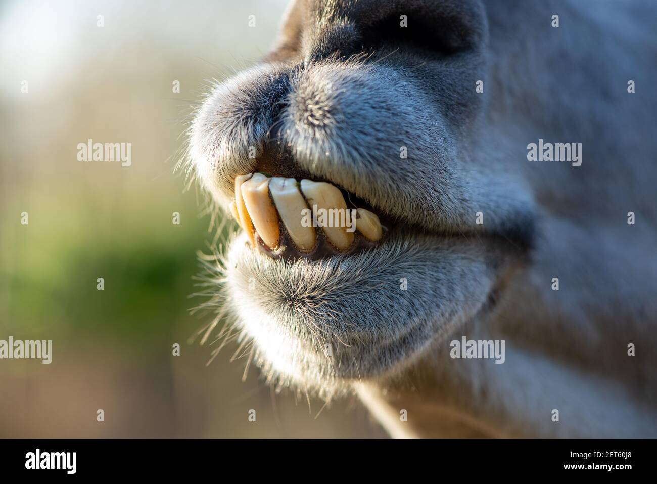 Nahaufnahme des Leiters des lama auf einer Farm in Niederlande Stockfoto