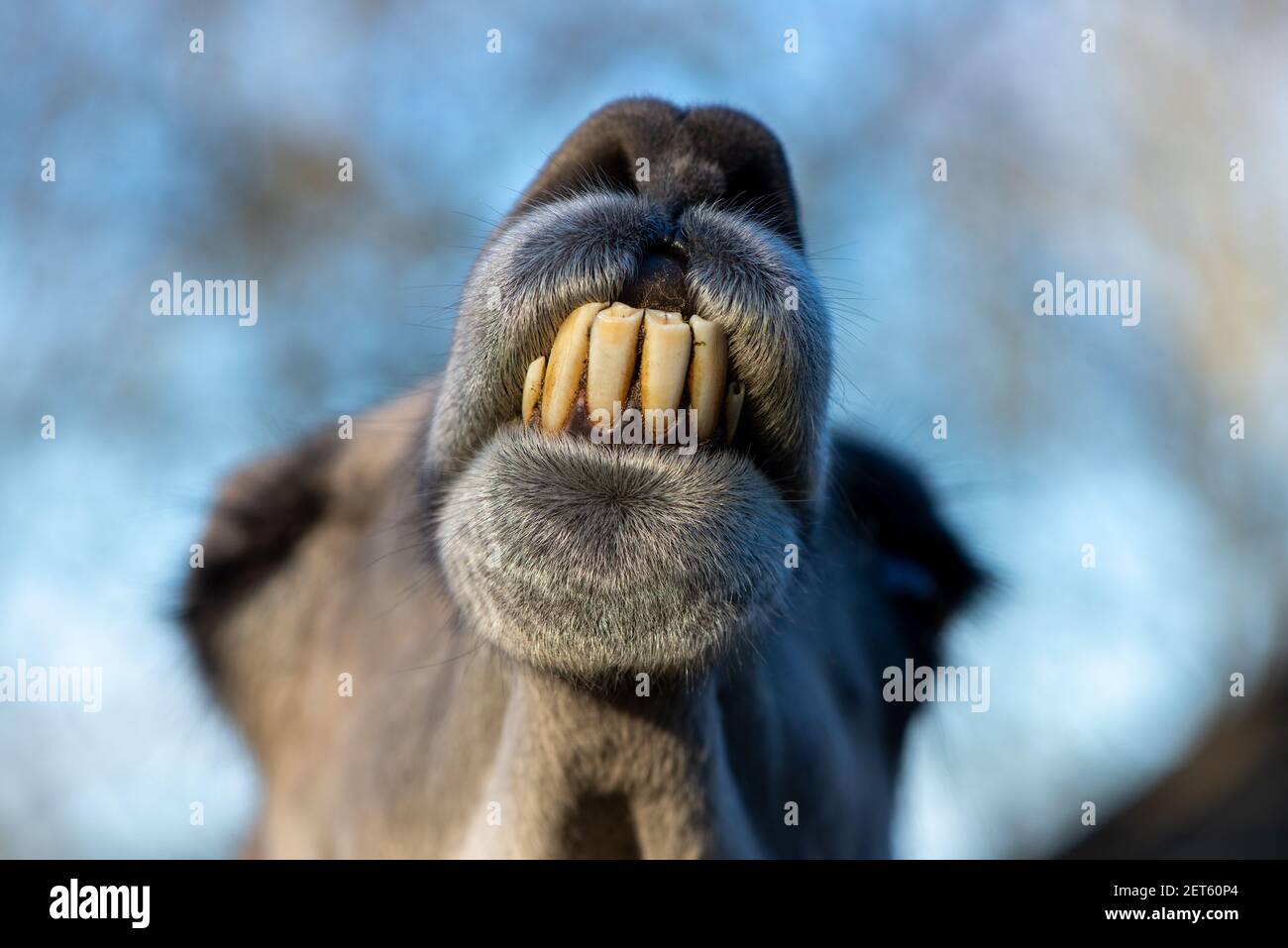 Nahaufnahme des Leiters des lama auf einer Farm in Niederlande Stockfoto