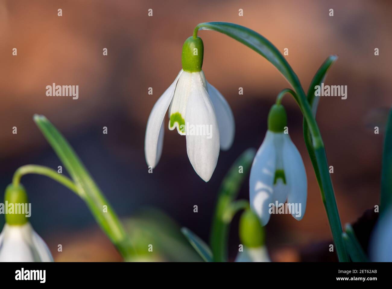 Schneeglöckchen in einem Garten in Overijssel, Holland Stockfoto