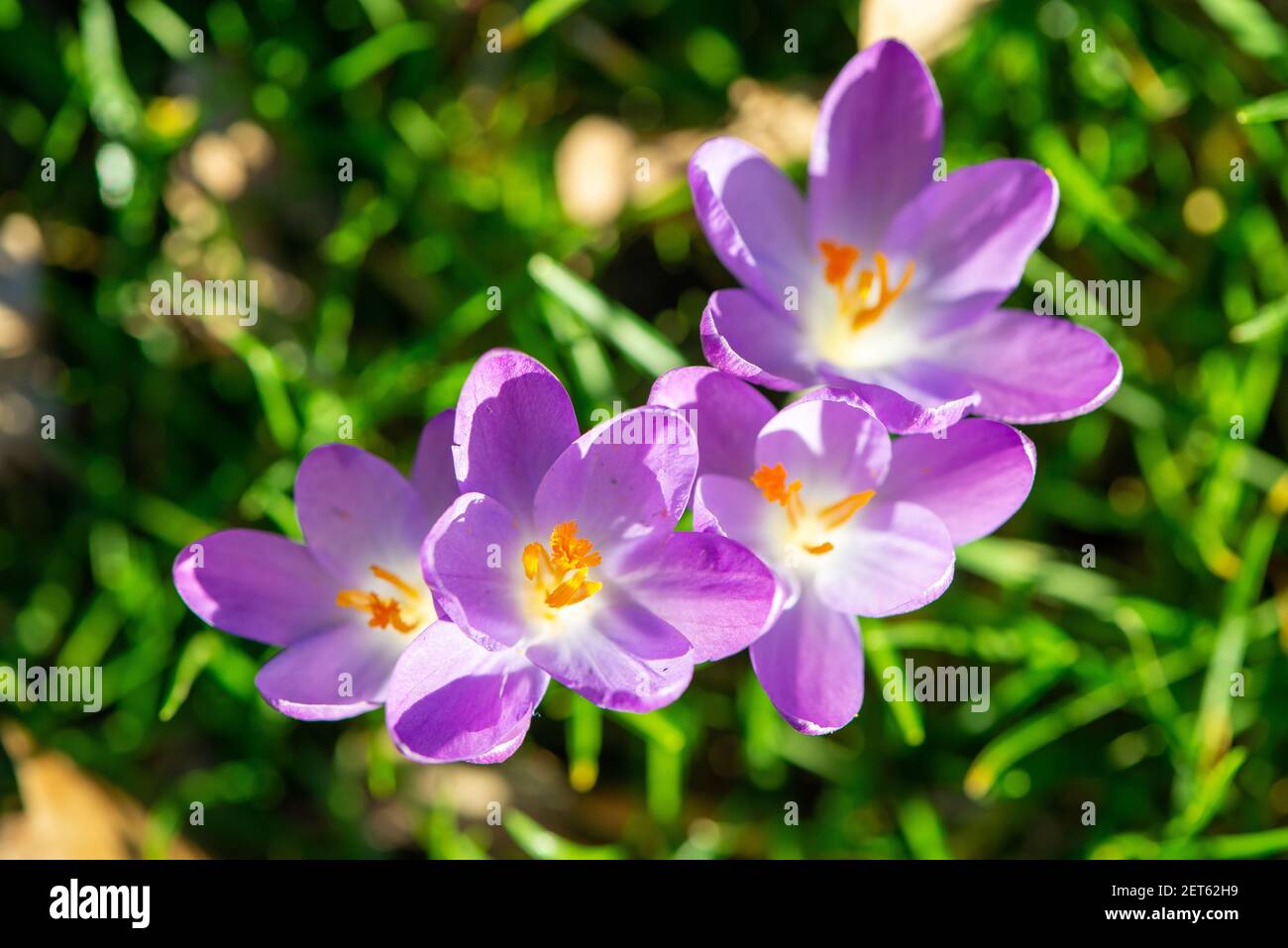 Lila Krokusse in einem Garten in Overijssel, Holland Stockfoto