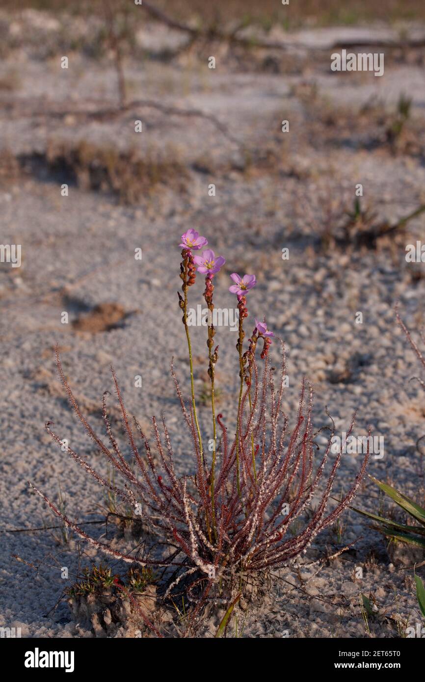 Fadenblättriger Sonnentau, Florida Rote Version (Drosera filiformis var. floridana). Selten, Western Florida, USA, von Dembinsky Photo Assoc Stockfoto