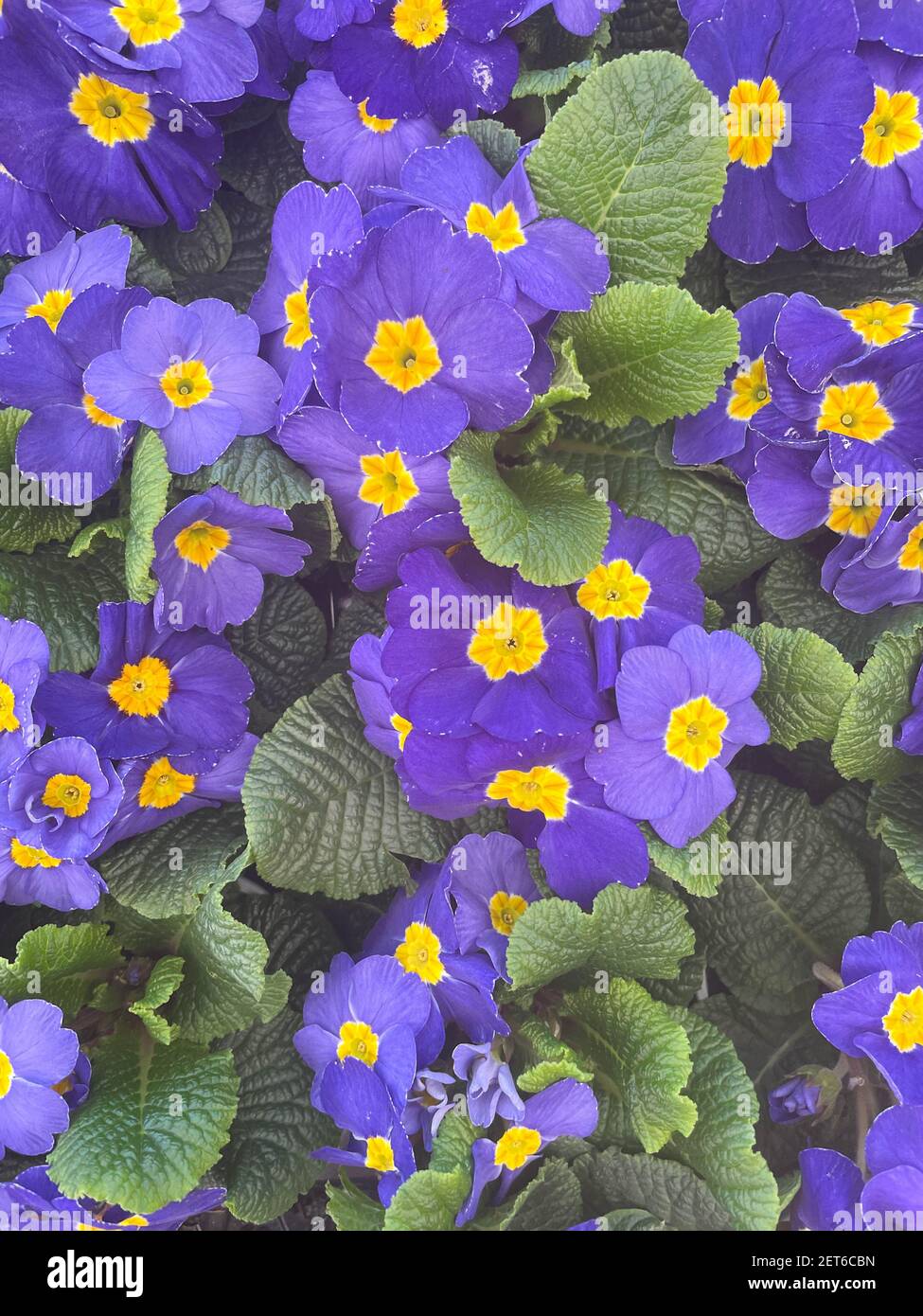 Tablett mit bunten Frühling blühende lila Primrose Pflanzen (Primula) auf der Ausstellung in einem Gartencenter in Rural Devon, England, Großbritannien Stockfoto