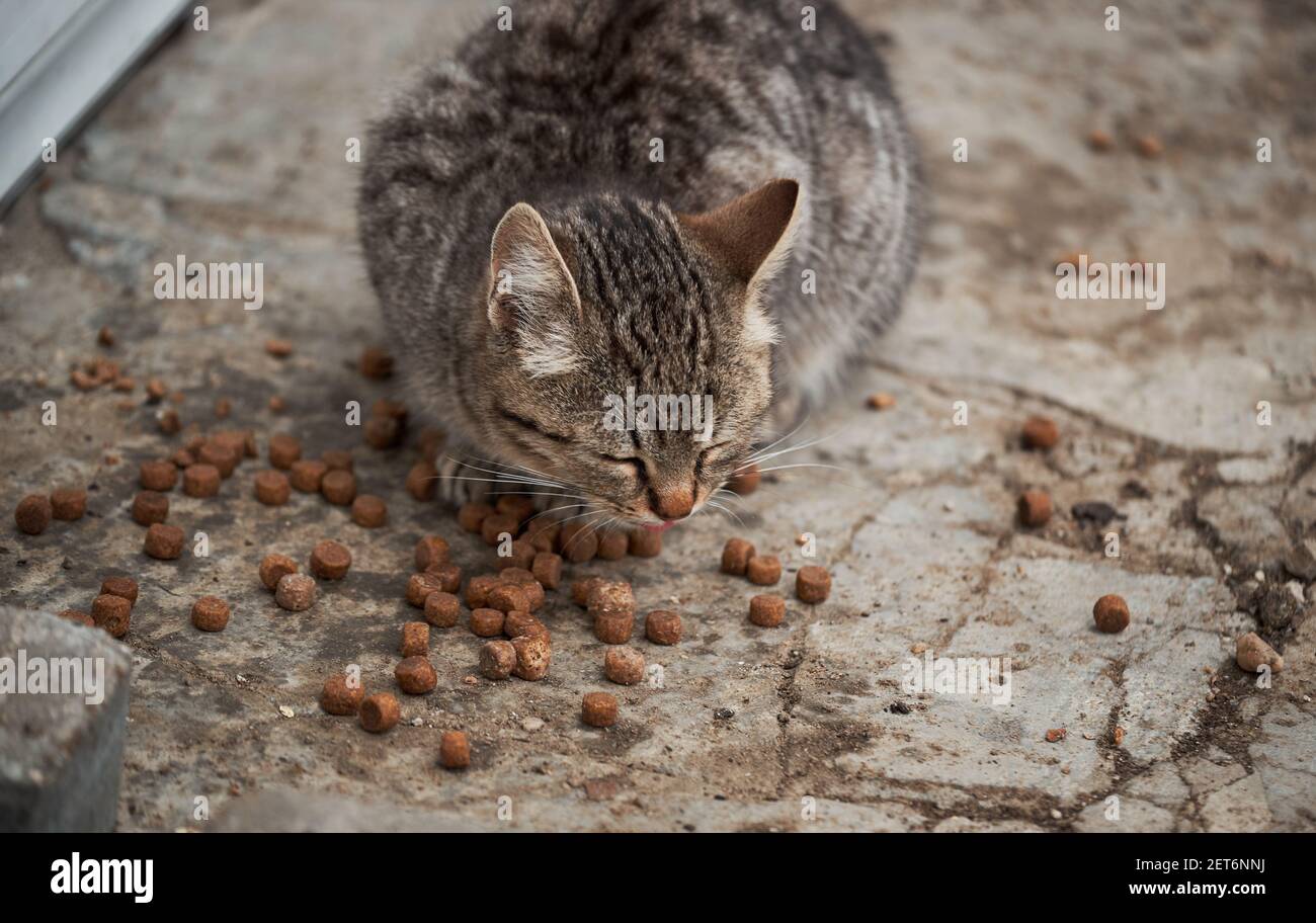 Grau gestreifte Straße Kätzchen der Mischrasse isst trockenes Katzenfutter.  Hungrige, einsame junge Katze hat Nahrung gefunden und isst mit Vergnügen  und Gier. Kätzchen ist mongr Stockfotografie - Alamy