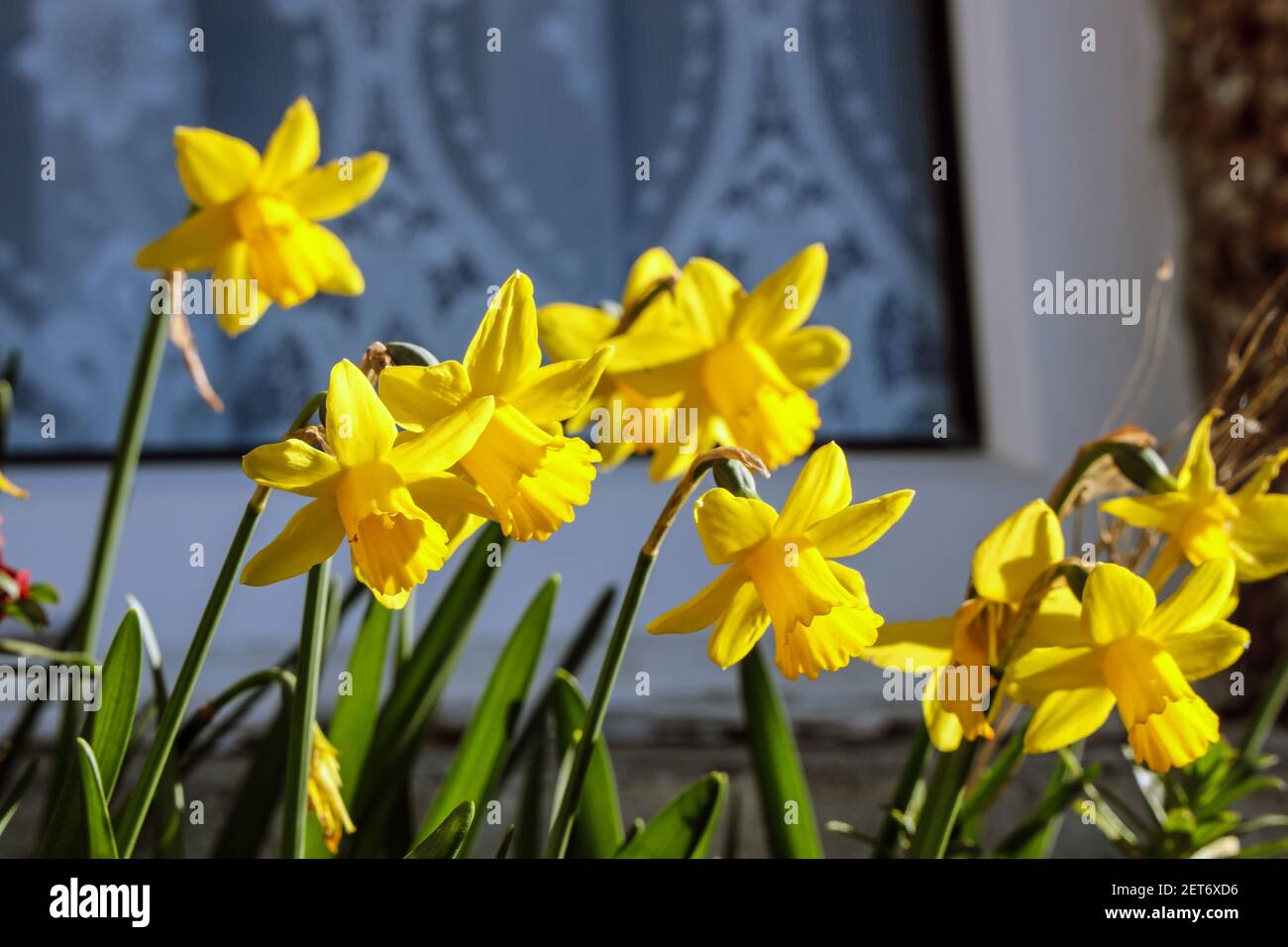 Narscissus in einem Fensterrahmen Stockfoto