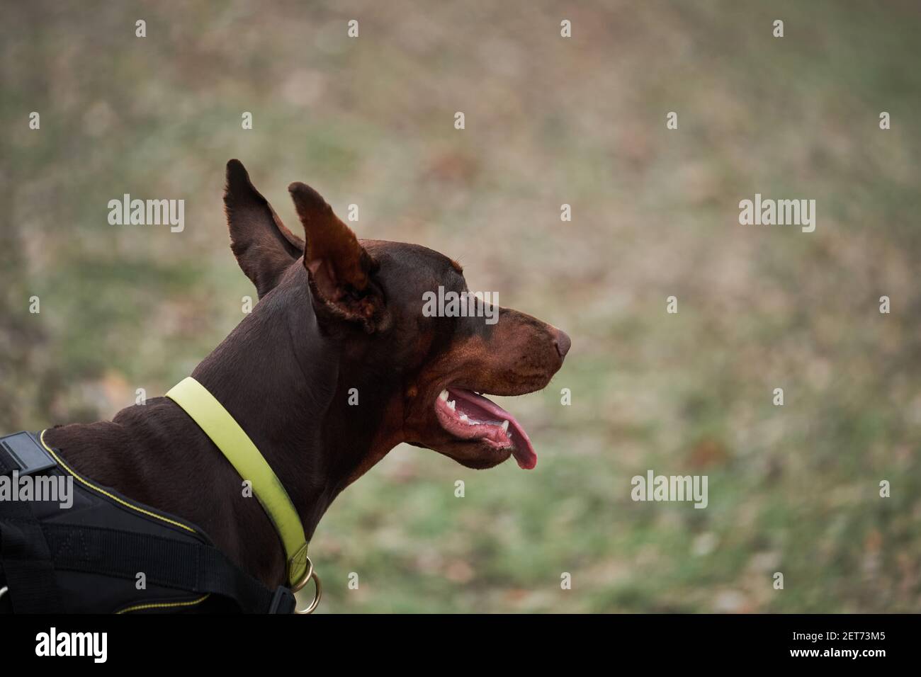 Brauner Dobermann mit abgeschnittenen Ohren und gelbem Biotan-Kragen Portrait close up auf dem Hintergrund von grünem Gras. Charming deutschen glattes Haar Hunderasse. Stockfoto
