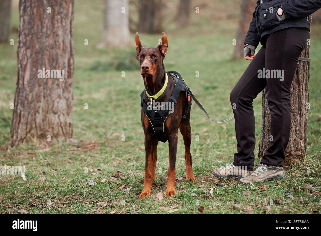 Brauner Dobermann mit abgeschnittenen Ohren und gelbem Biotankragen und Geschirr auf grünem Gras und Baum steht neben seinem Besitzer und blickt in die Ferne. Charmi Stockfoto