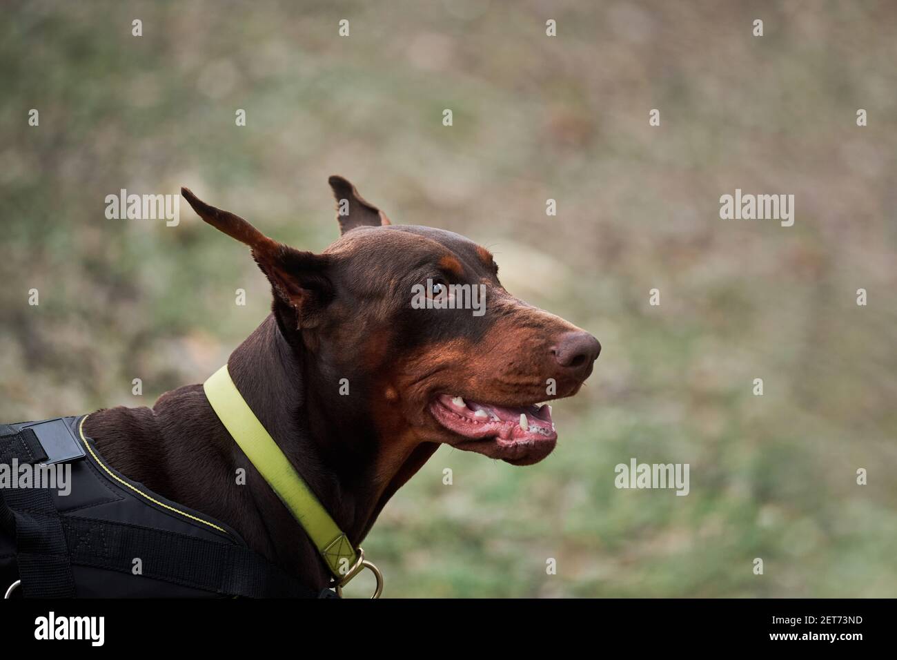 Hund Abgeschnittene Ohren Stockfotos Und Bilder Kaufen Alamy