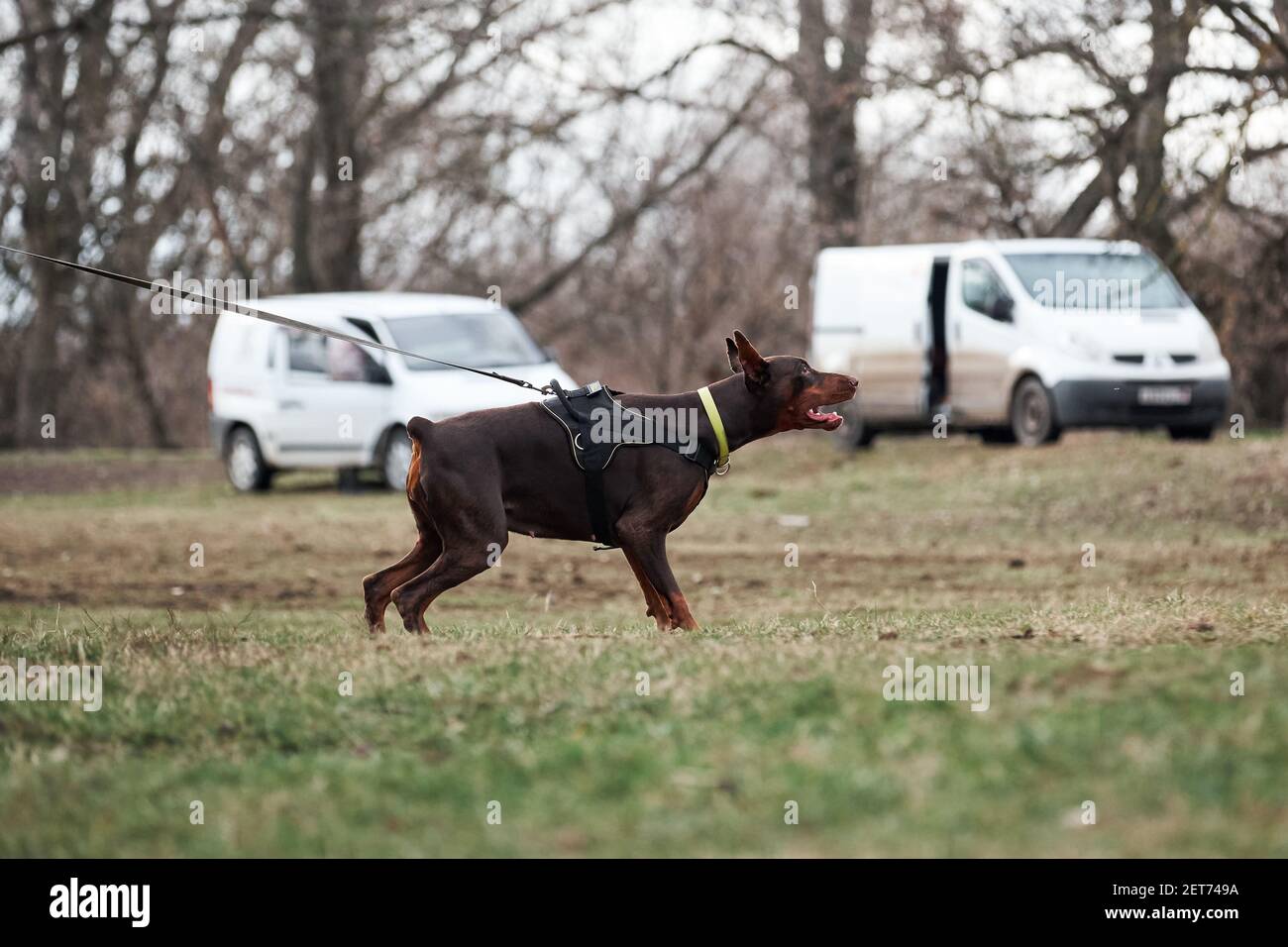 Cropped Ears Stockfotos Und Bilder Kaufen Alamy