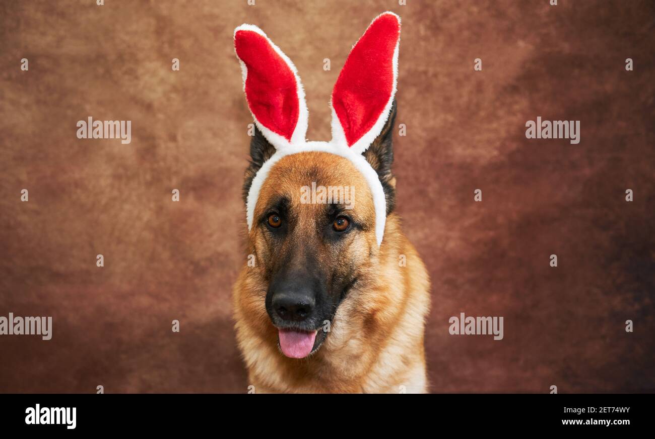 Portrait des deutschen Schäfers auf Studio braunem Hintergrund mit roten und weißen Plüsch Kaninchenohren. Kreativer Osterhase Hund. Stockfoto