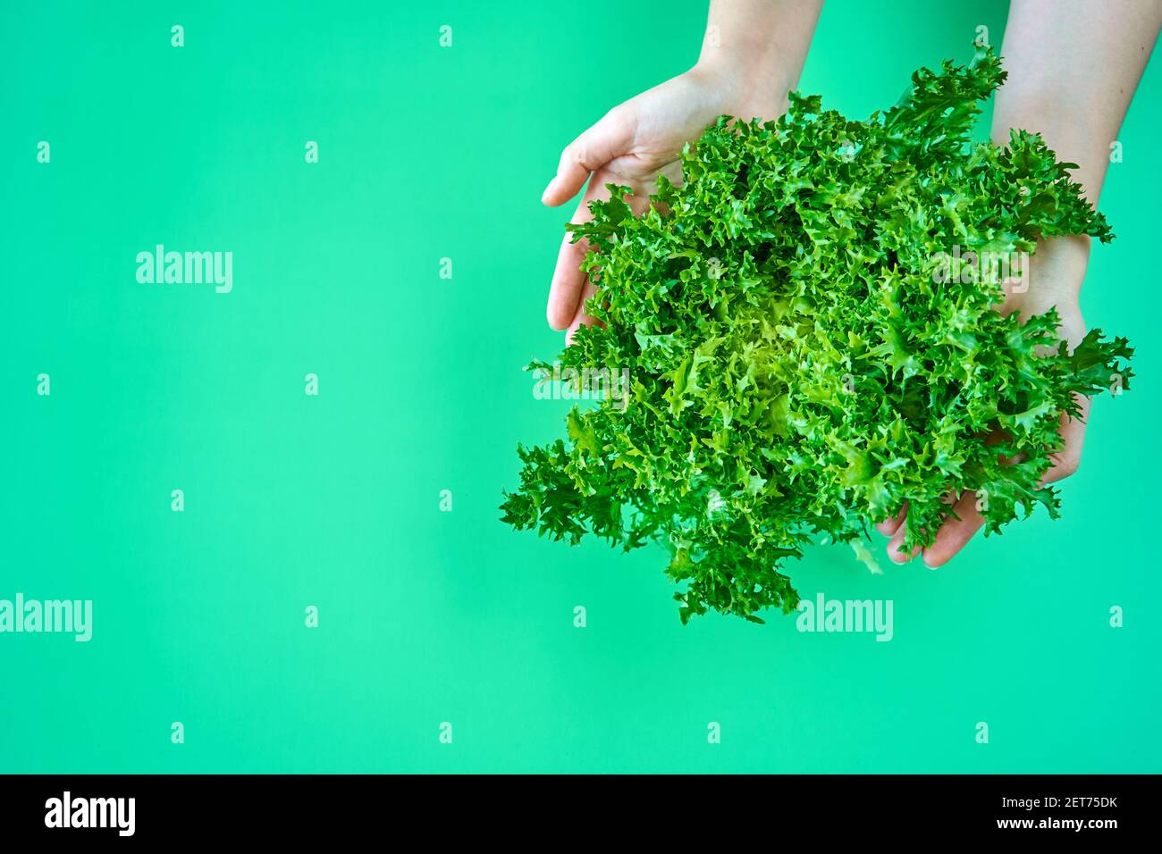 Busch von frischem grünen Salat in den Händen auf grünem Hintergrund. Stockfoto