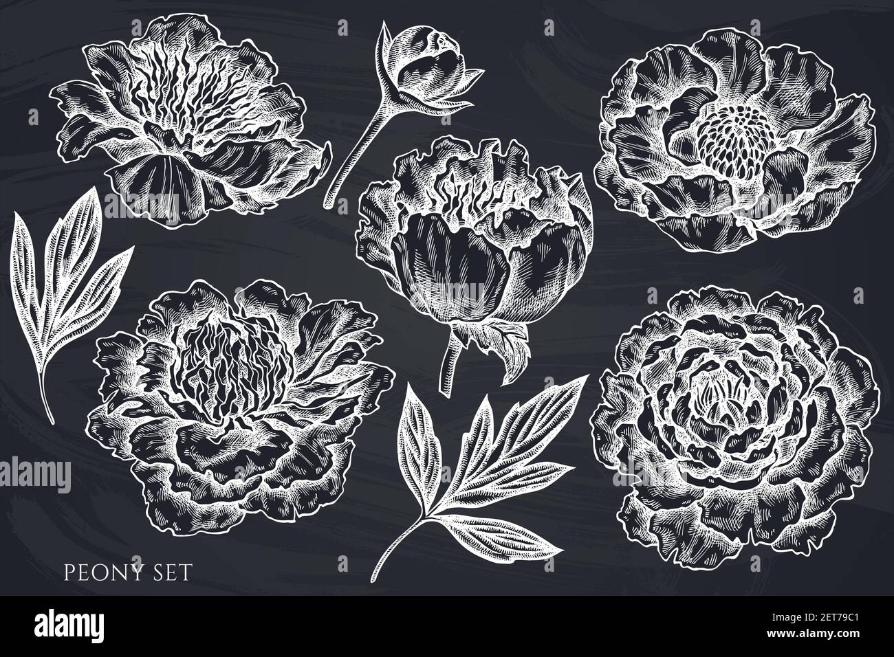 Vektor-Set von Hand gezeichnete Kreide Pfingstrose Stock Vektor