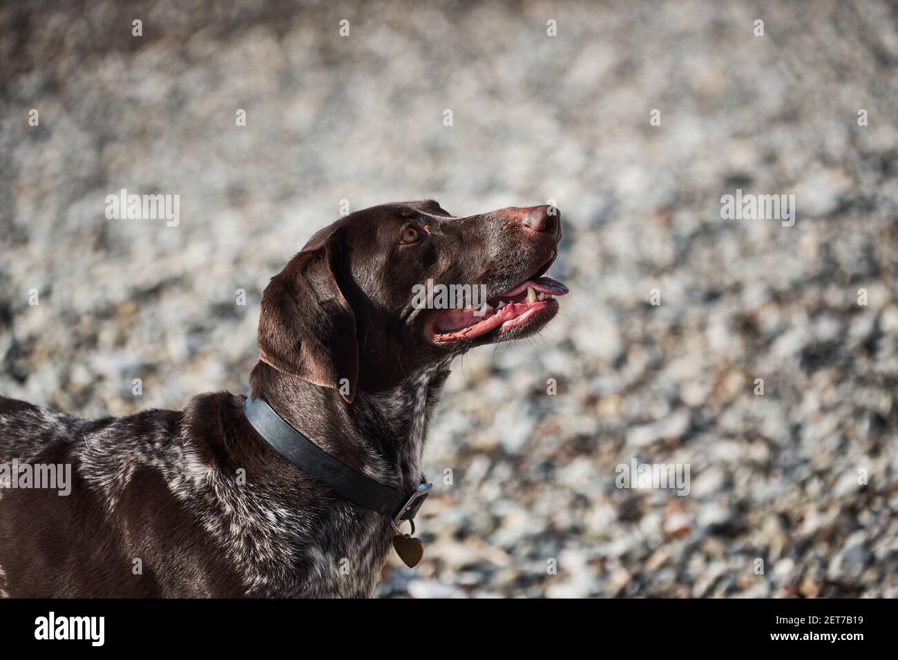 Portrait von Hund Rasse Zeiger auf dem Hintergrund der Kiesstrand. Schöne braun gefleckte Jagdhund sitzt und lächelt. Junge kurzhaarige kurtzhaar. Stockfoto