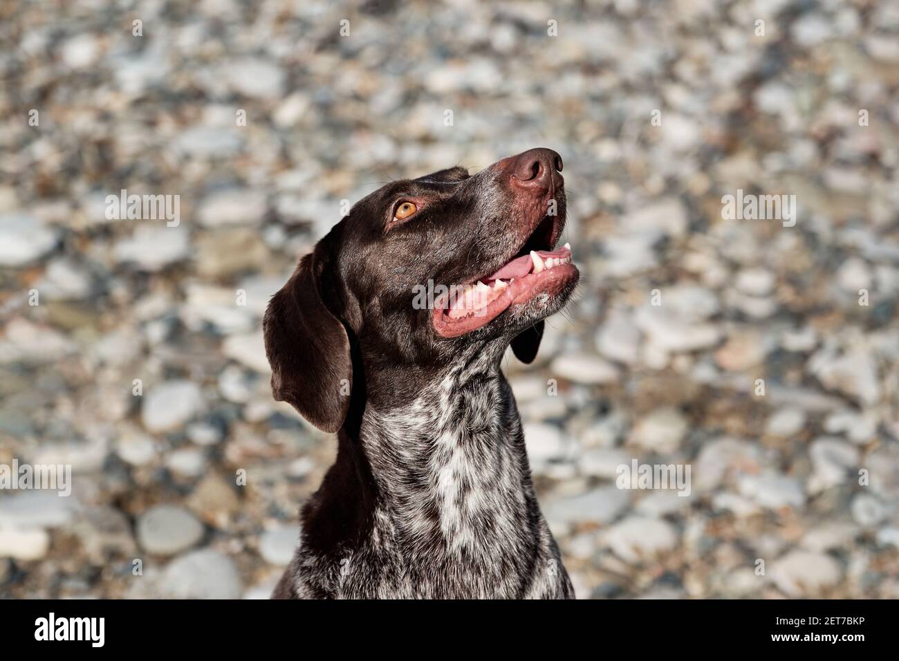 Portrait von Hund Rasse Zeiger auf dem Hintergrund der Kiesstrand. Schöne braun gefleckte Jagdhund sitzt und lächelt. Junge kurzhaarige kurtzhaar. Stockfoto