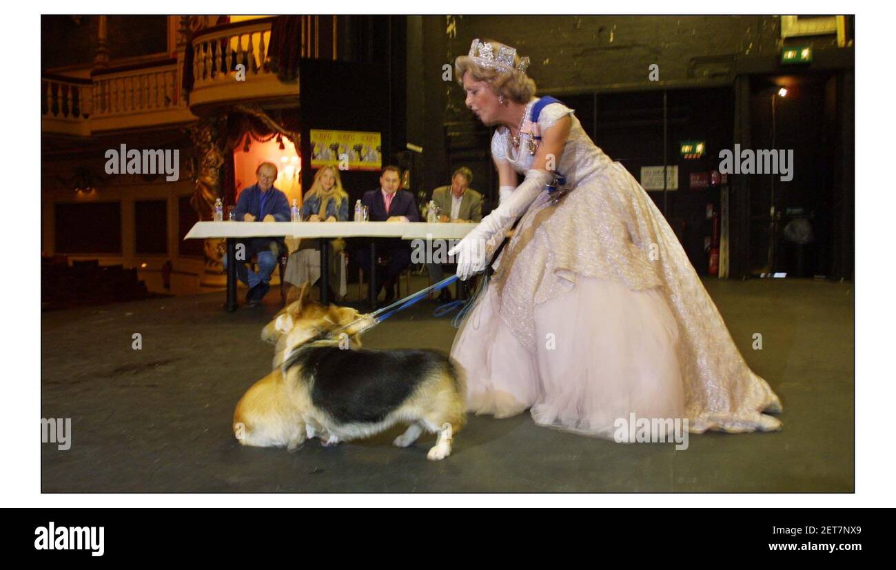 Können sie sich mit Royalty mischen?...... Das Playhouse Theatre wird für Royal Corgis vorsprechen, um in Roald Dahls THE BFG (großer freundlicher Riese) auf die Bühne zu gehen. Die Hunde nehmen an einer lebenswichtigen Szene im Buckingham Palace Teil, wenn der GROSSE FREUNDLICHE RIESE einen Überraschungsfrühstück Besuch zu Ihrer Majestät macht, gespielt von Verity Anne Meldrum.pic David Sandison 7/11/2002 Stockfoto