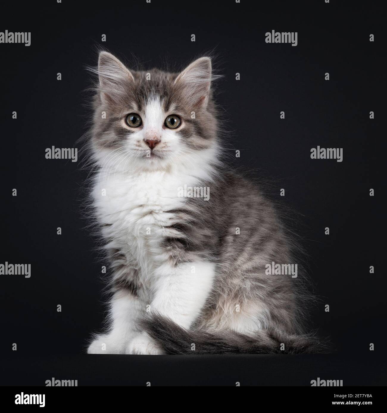 Liebenswert blau tabby Makrele Siberian Forestcat Katze Kätzchen, sitzen bis Seite Wege. Blick direkt auf das Objektiv. Isoliert auf schwarzem Hintergrund. Stockfoto