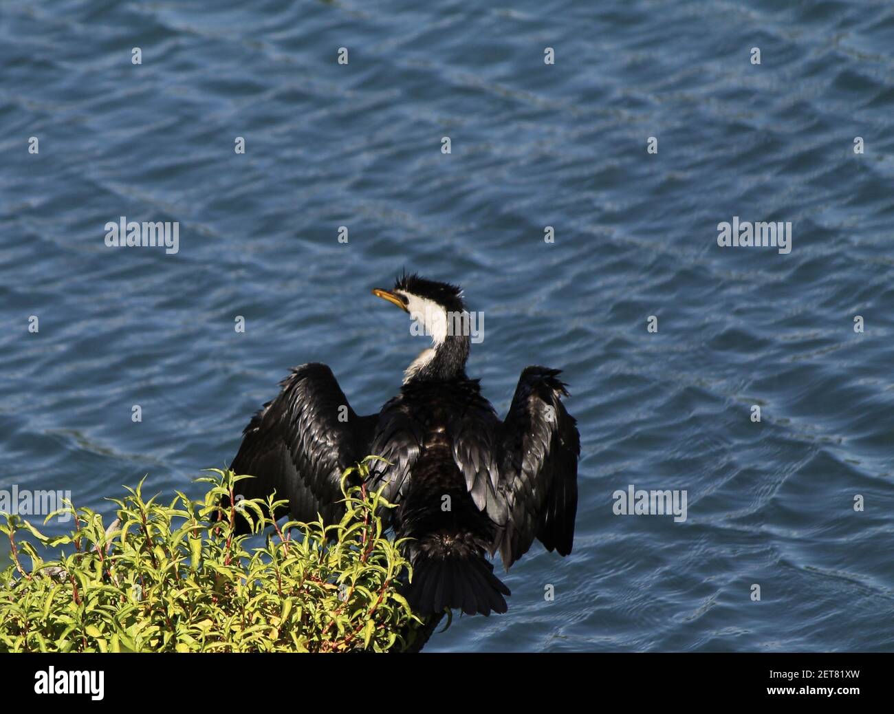 Kormoran trocknet seine Flügel auf einem Holzstumpf über dem Tarawera See auf der Nordinsel Neuseelands. Stockfoto