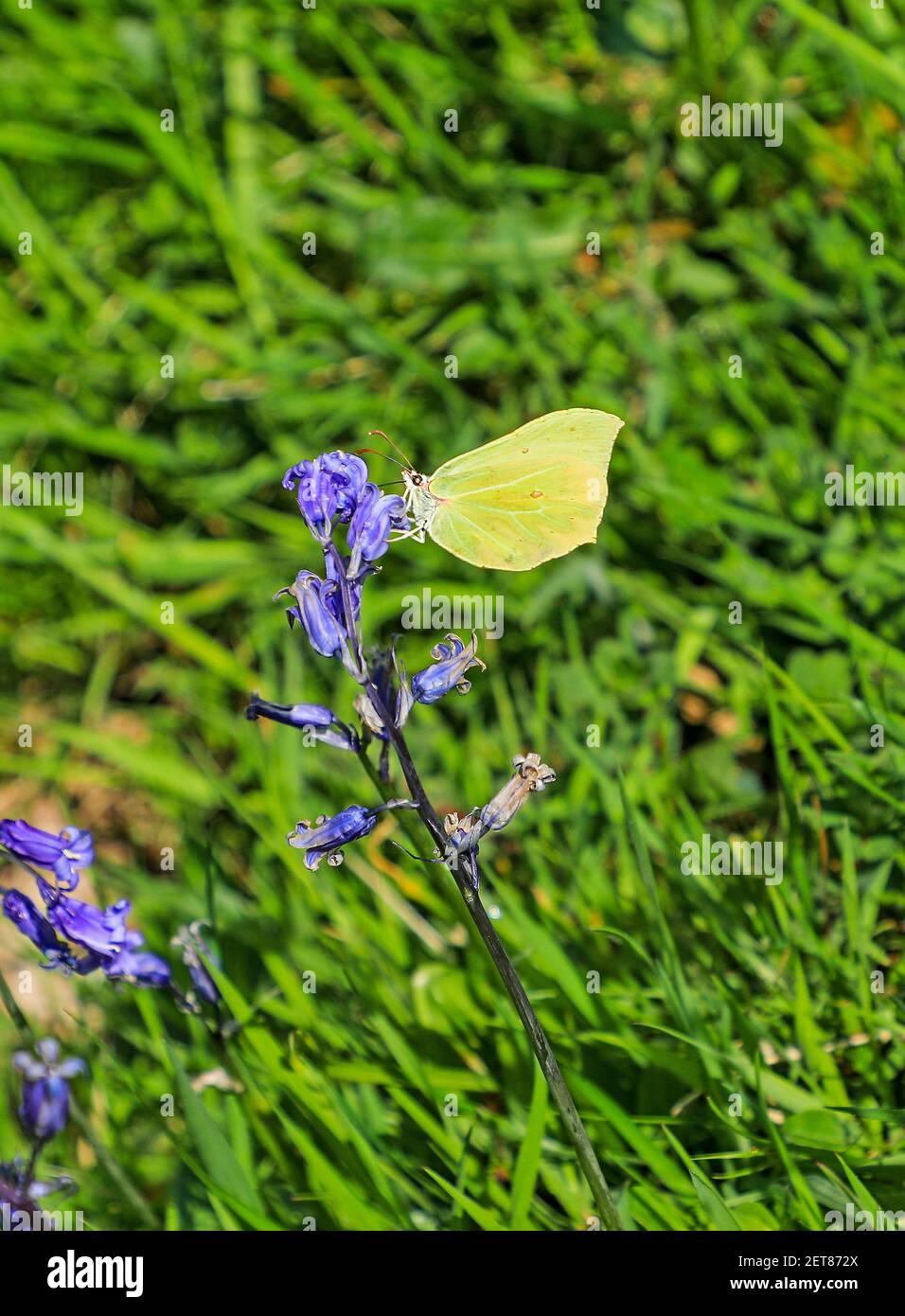 Ein gemeiner Brimstone-Schmetterling (Gonepteryx rhamni) im RSPB Nature Reserve in Ynys-hir, Eglyws-fach, Machynlleth, Wales, UK Stockfoto