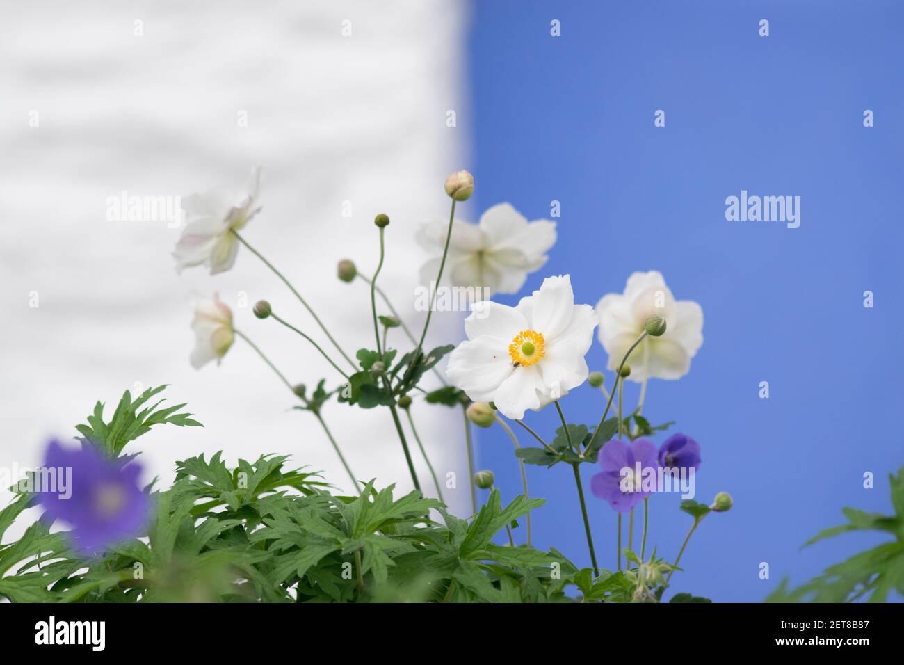 Blumen am Meer auf einem Küstengarten in Wales Stockfoto