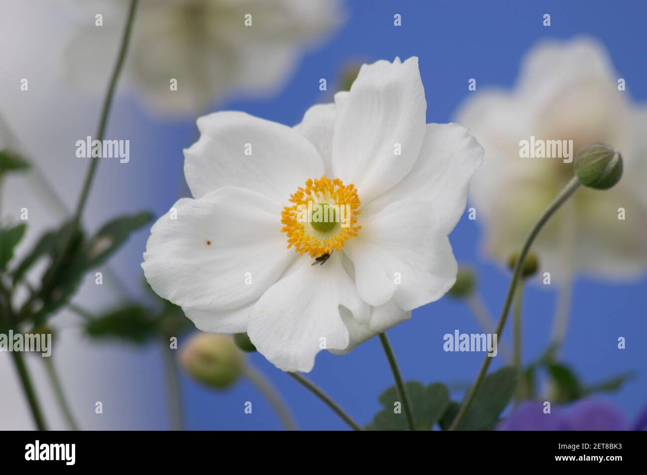 Blumen am Meer auf einem Küstengarten in Wales Stockfoto