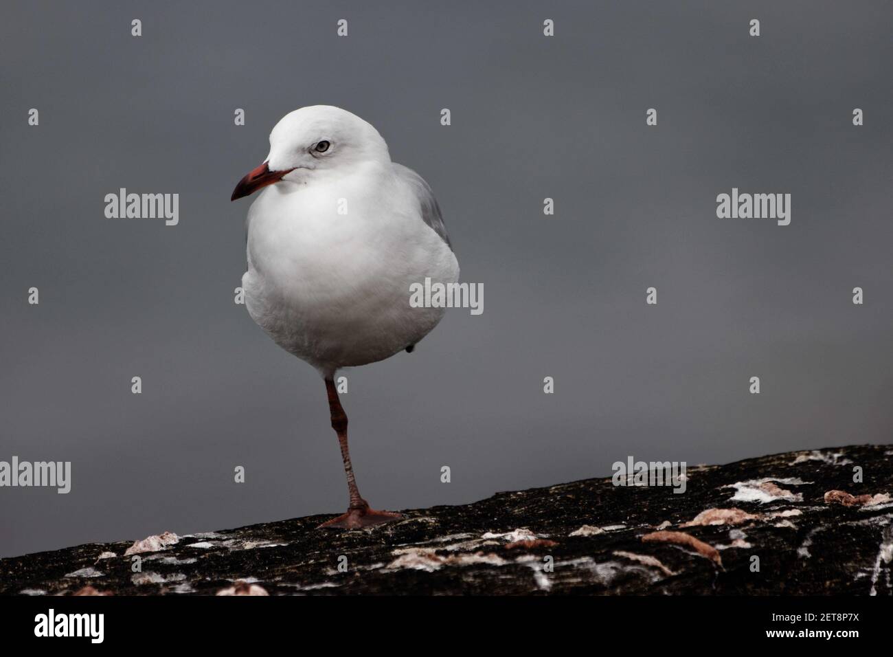 Die Möwe ist die häufigste Möwe an der neuseeländischen Küste. Sie sind fast weiß, aber der Mantel, Rücken- und Flügeldecken sind hellgrau. Stockfoto
