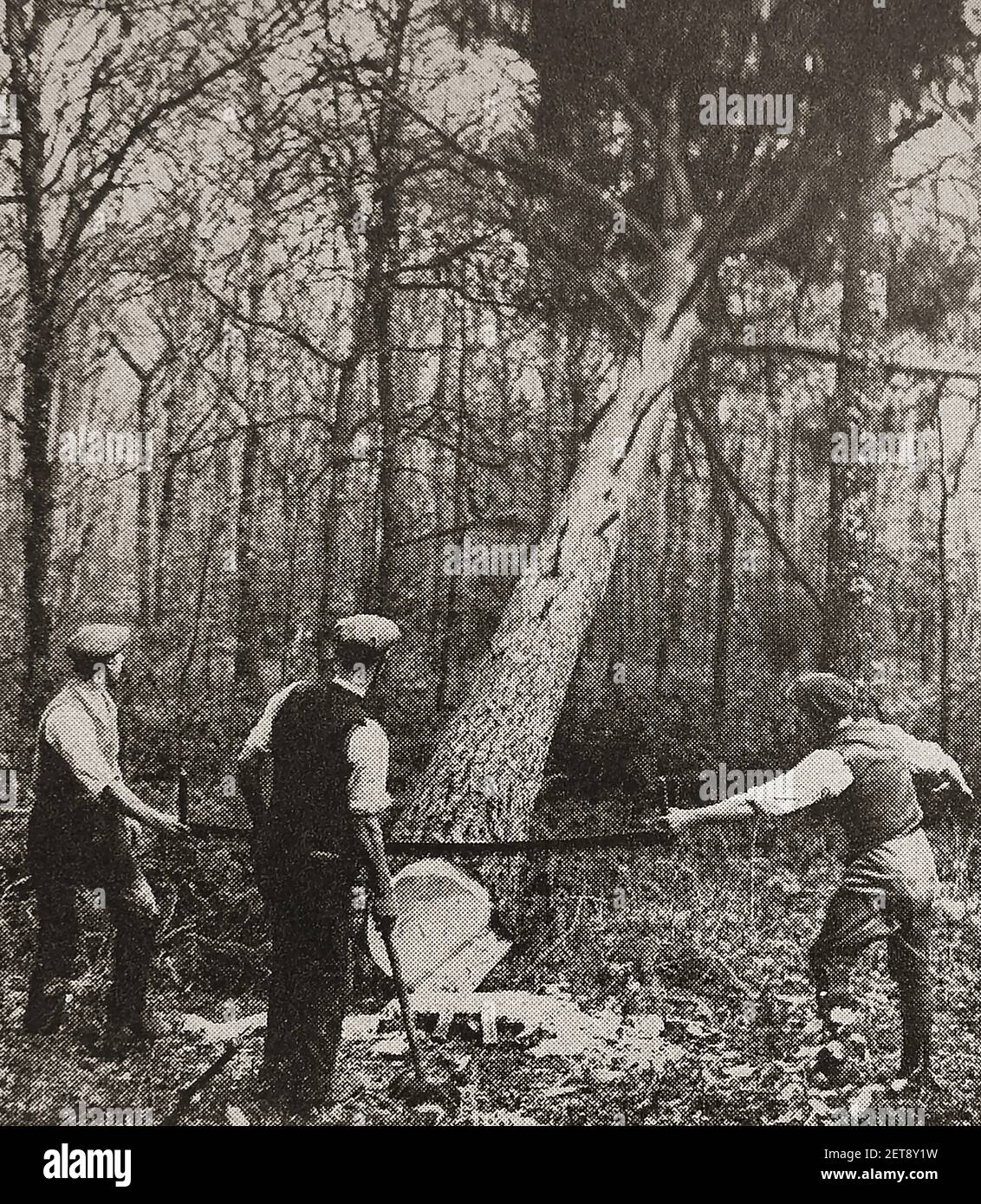 Ein Pressefoto aus dem Jahr 1930s von Förstern, die einen schotten Fällen Kiefer im New Forest mit einer Quersäge (UK) Stockfoto