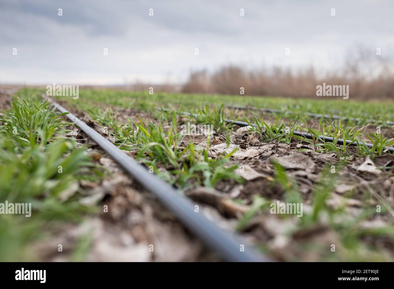 Anbau von Wintergetreide in Trockengebieten mit Tropfbewässerung. Stockfoto